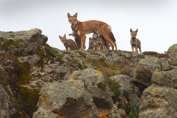 New protection for the world’s most endangered canids - the Ethiopian wolves