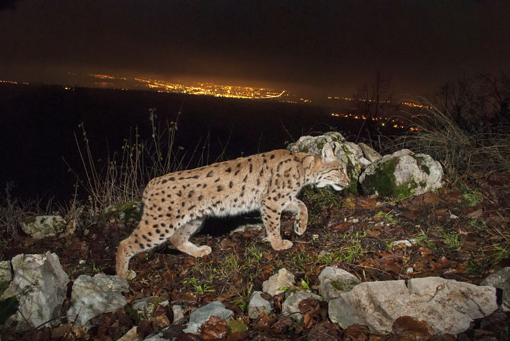 The Lynx and Us - webinar