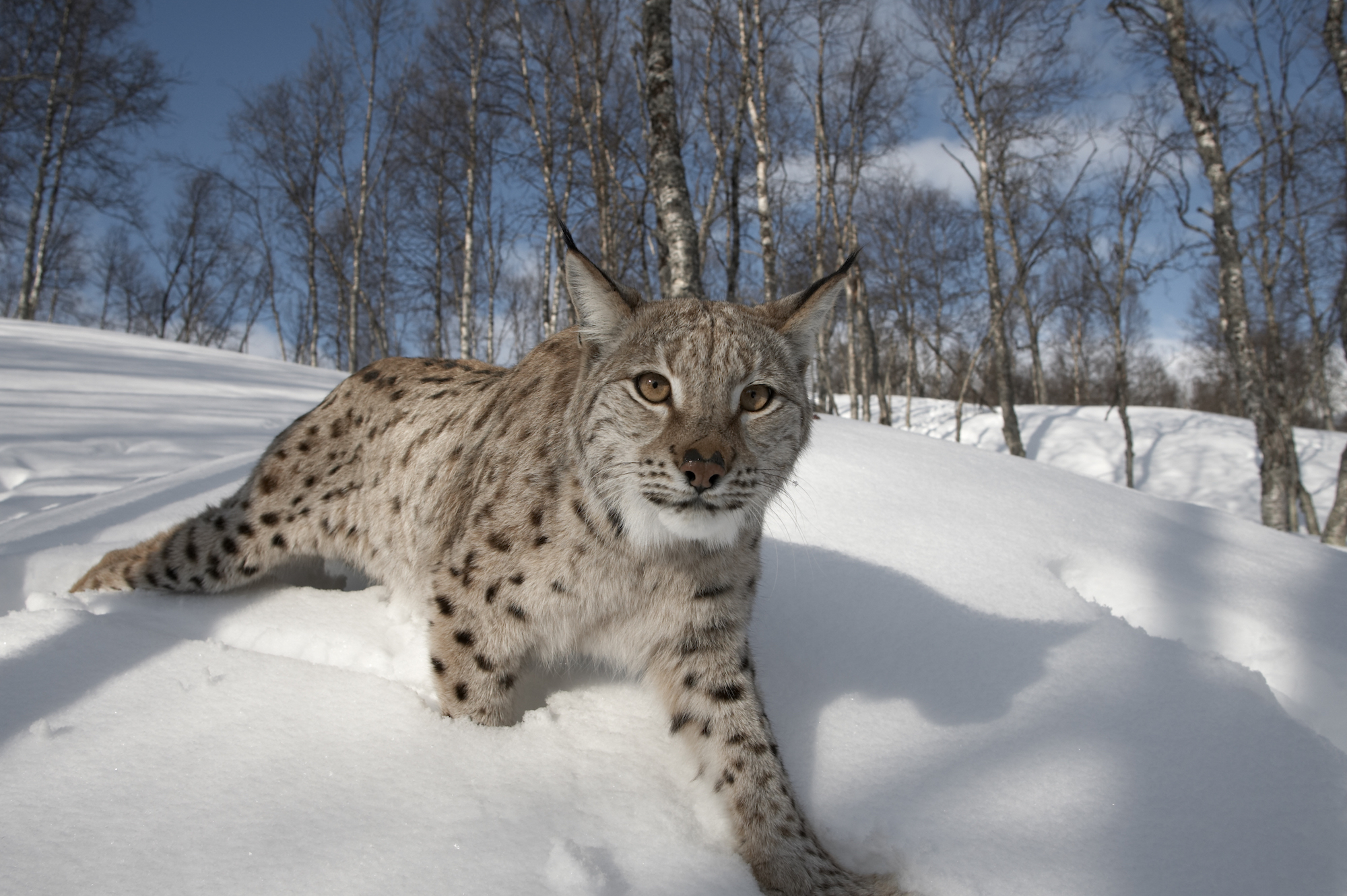Is Scotland ready for the return of lynx?