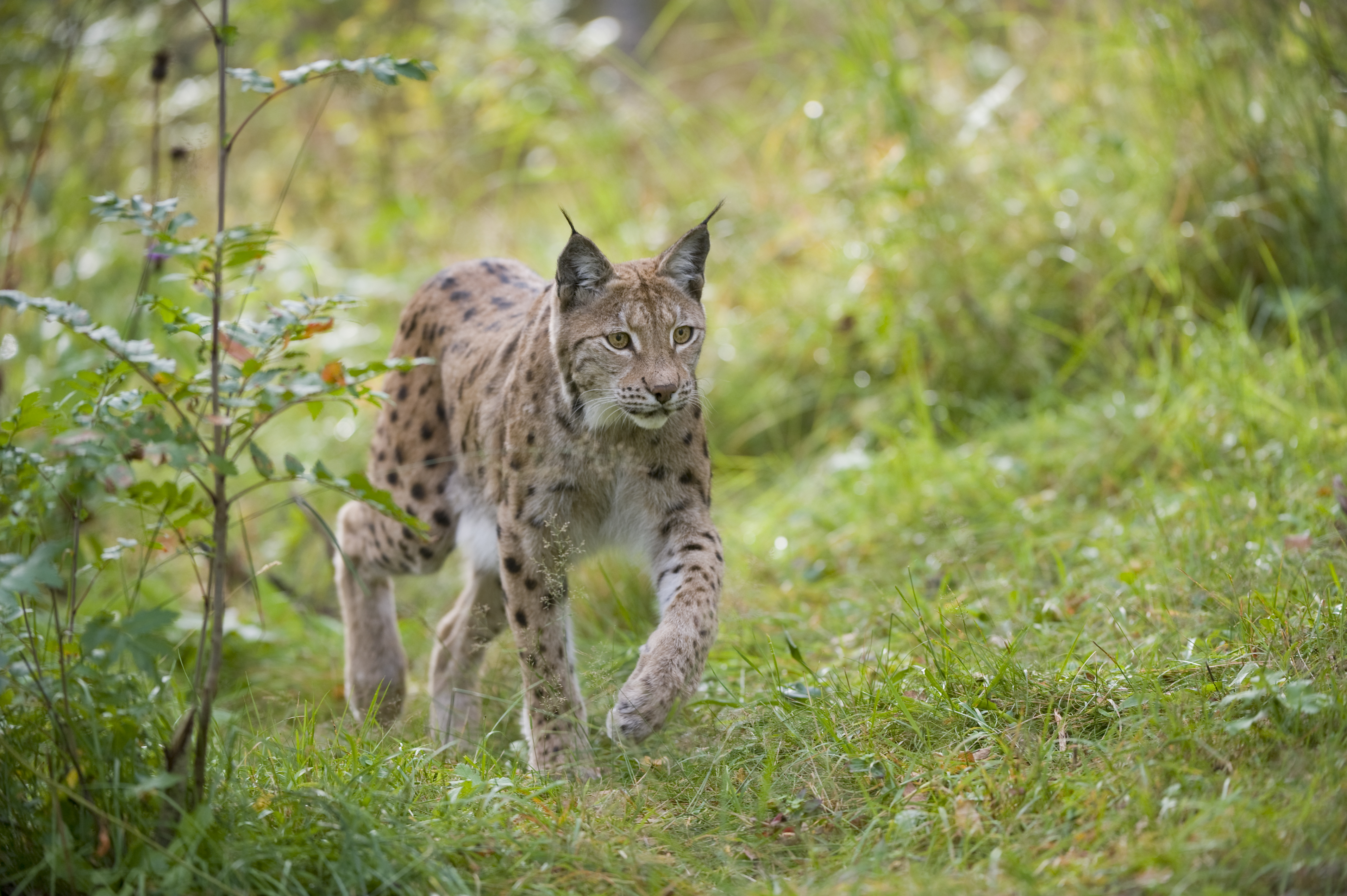 Lynx reintroduction discussed in Scottish Parliament for first time
