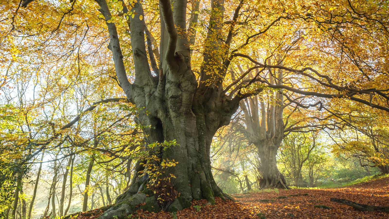 UK woods are at crisis point - do this one thing today to help