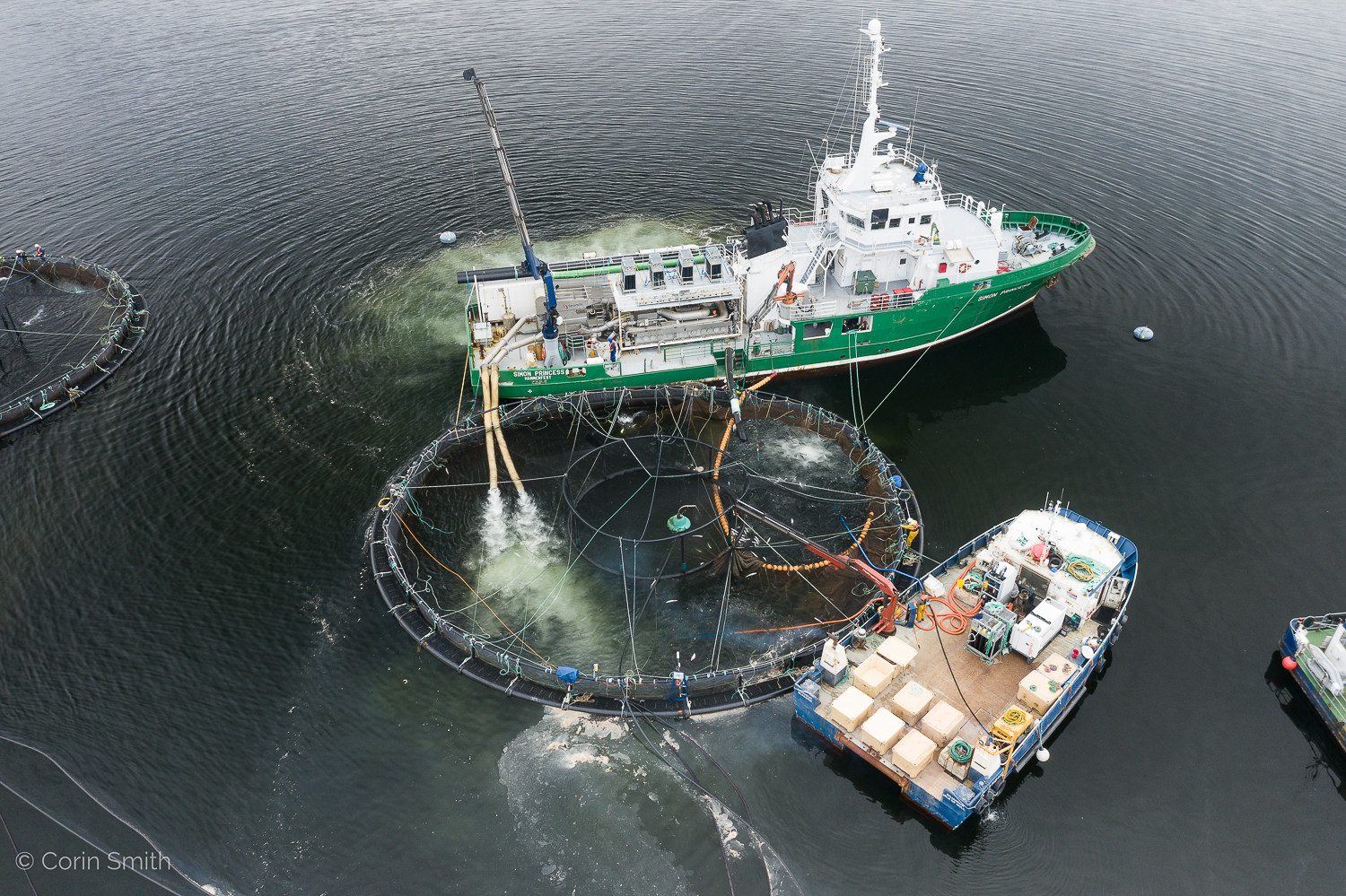 WildFish launches new campaign to get farmed salmon off the menu