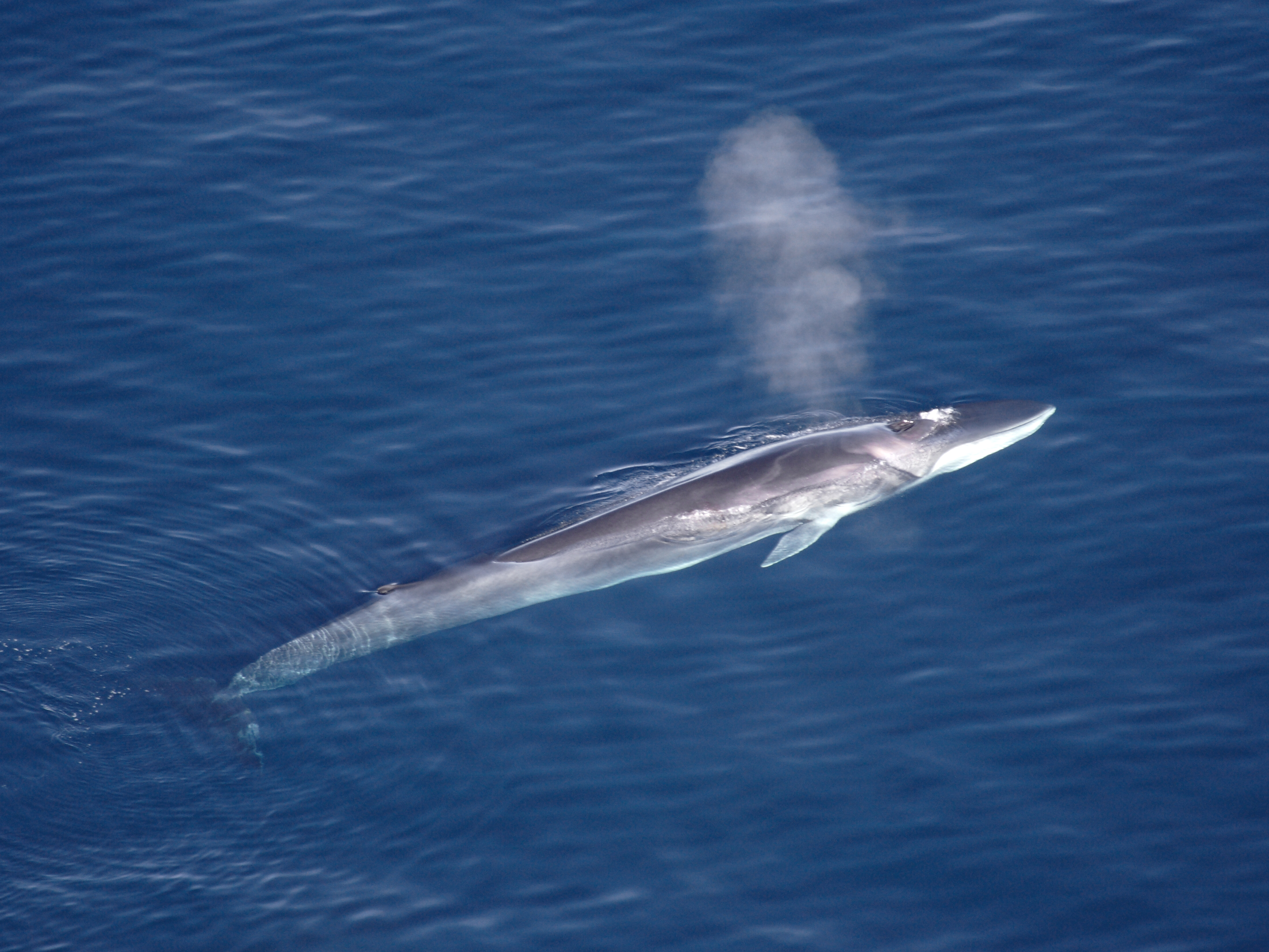 Iceland will resume killing endangered fin whales despite bogus climate claims being debunked