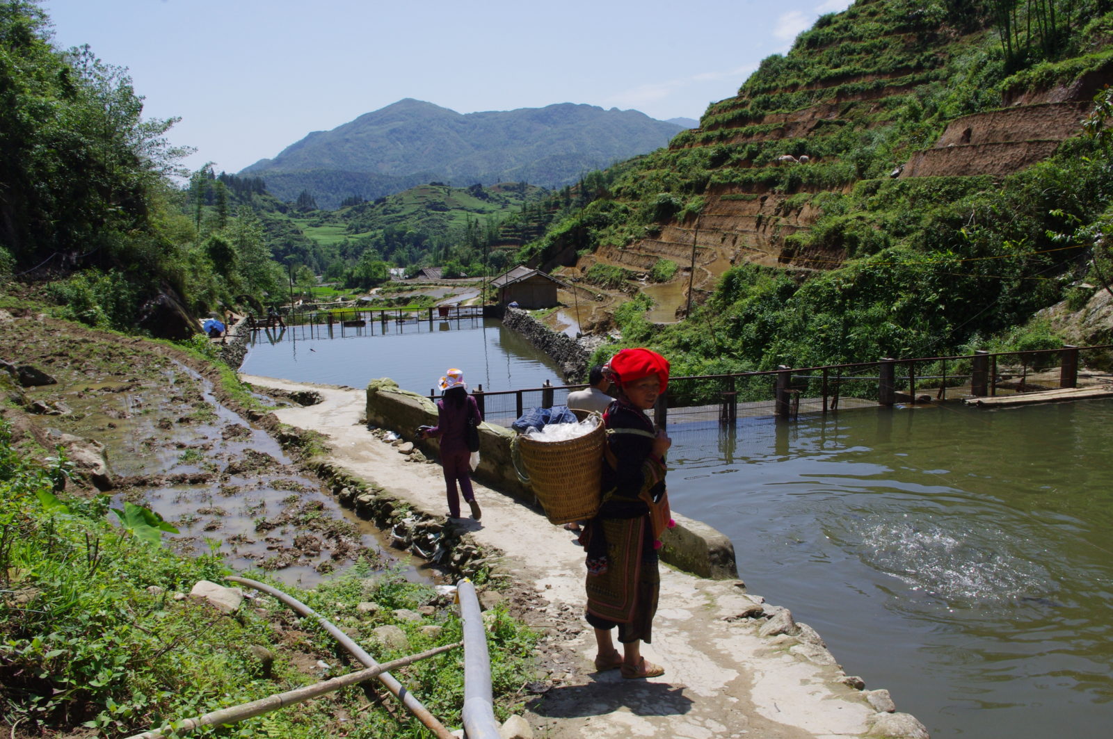 Rainbow Trout Farming In Vietnam