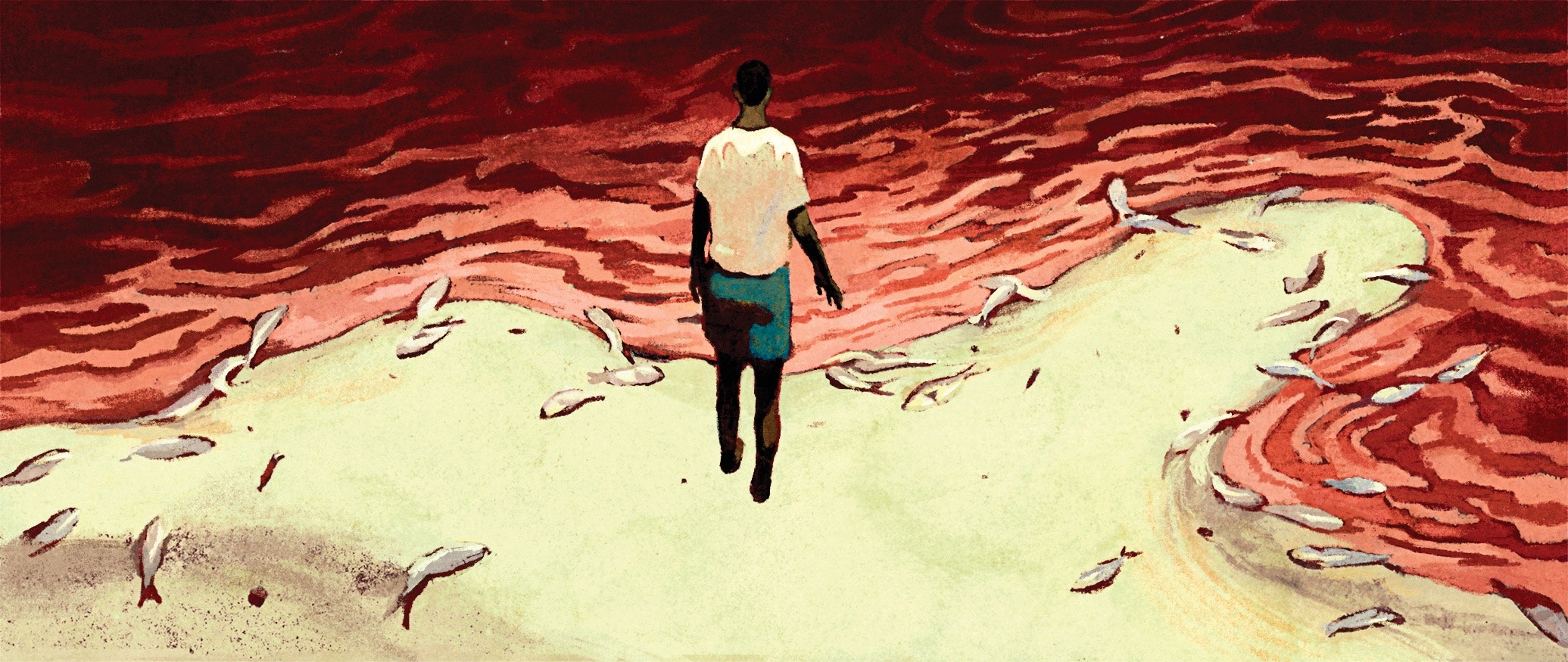 How fish-meal production impacts Gambia