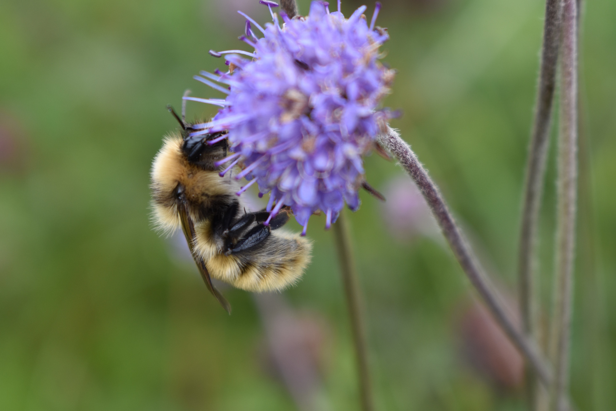 Hunt launched across northwest Scotland to help save one of UK’s rarest bumblebees