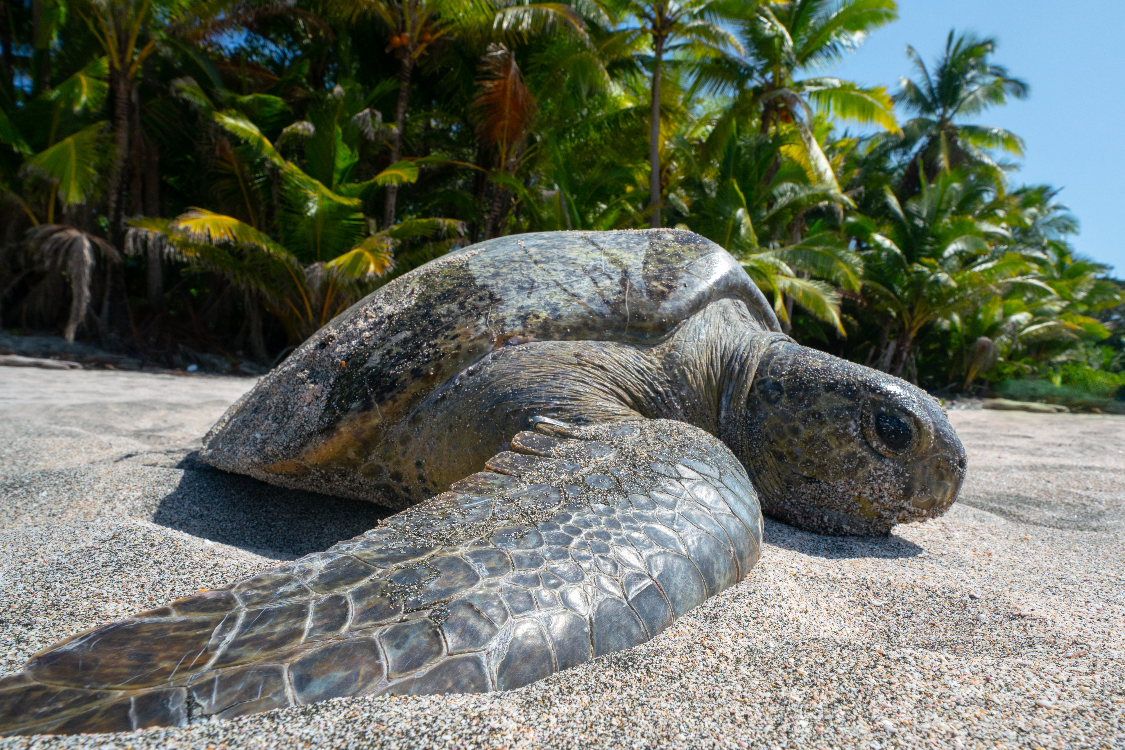 Panama passes national sea turtle law recognising their rights