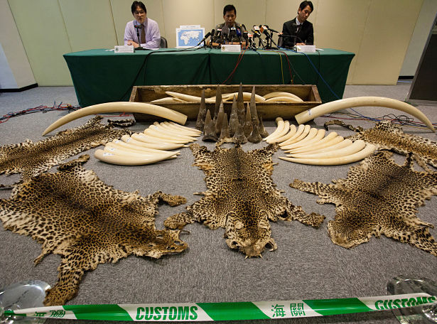 Experts Call for Hong Kong Wildlife Crime Task Force