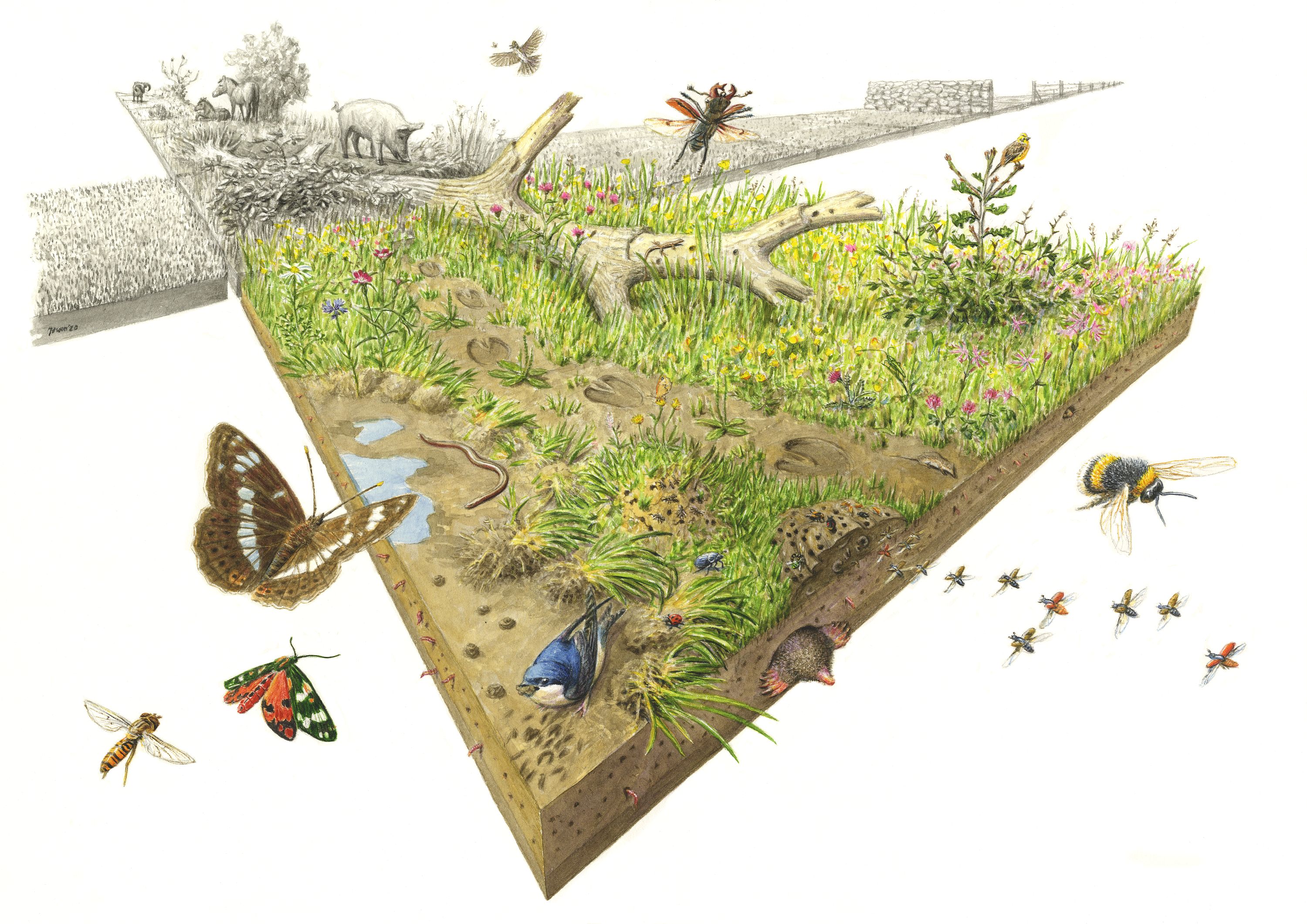 Heal deal major breakthrough moment for UK rewilding