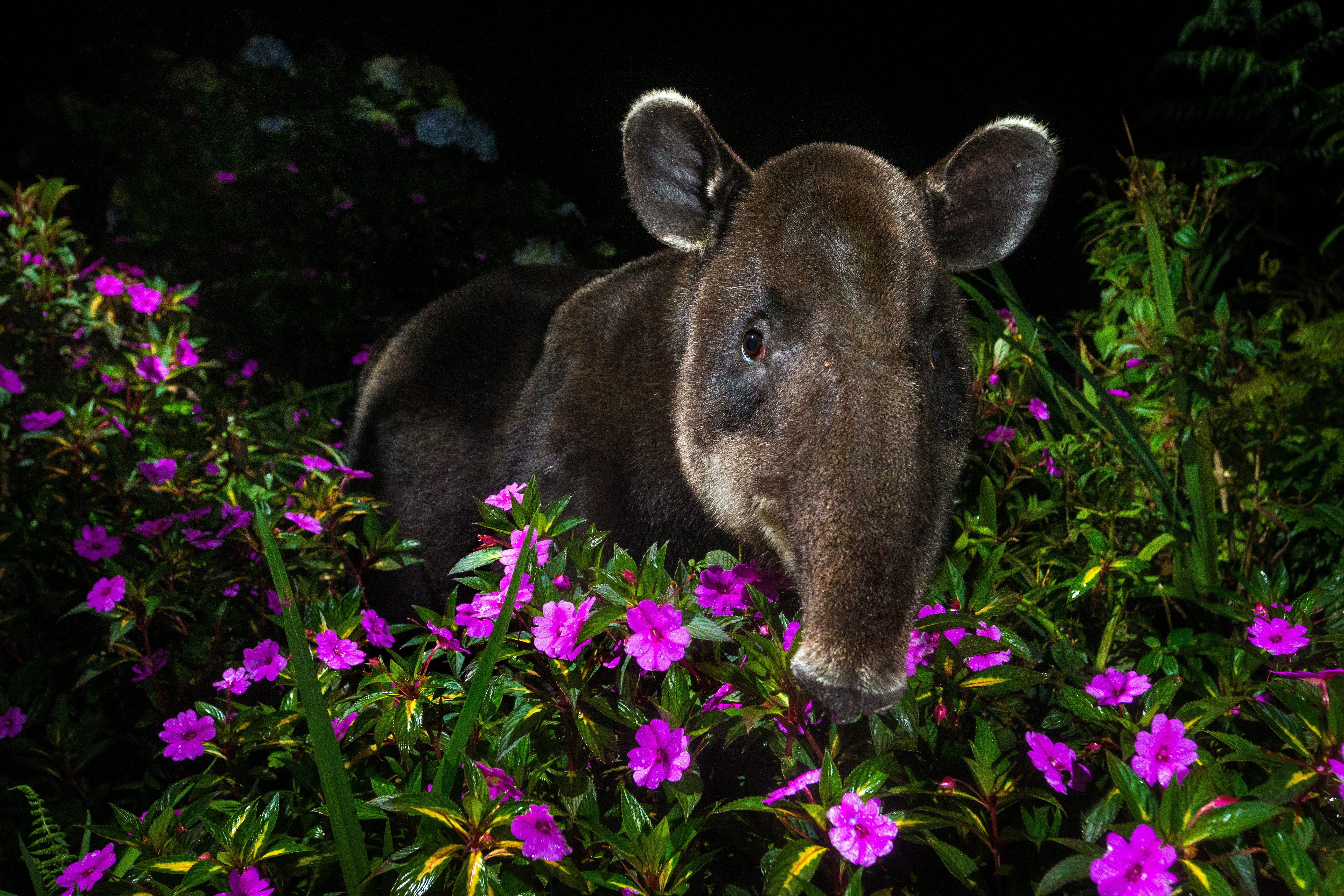 Want to stop climate change? New report outlines a powerful solution: wildlife