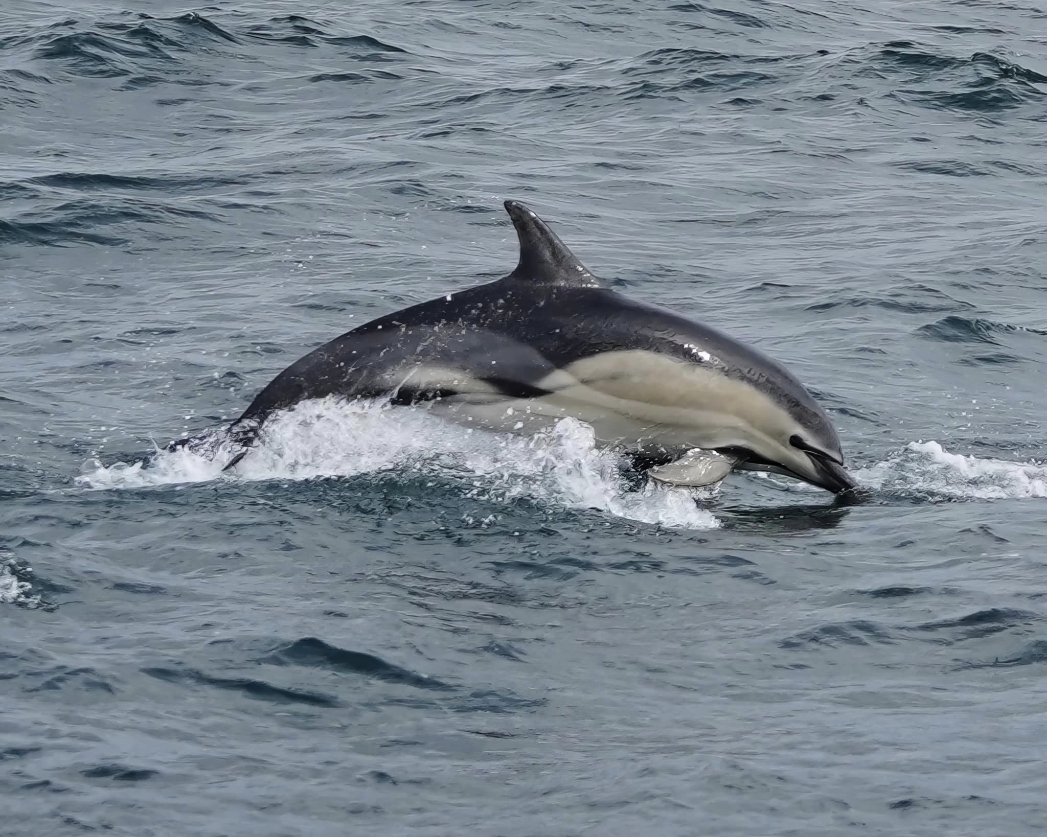 Rare dolphin hybrids sighted off the coast of Falmouth, Cornwall