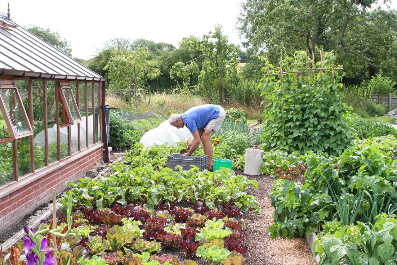 The hidden potential in your garden 