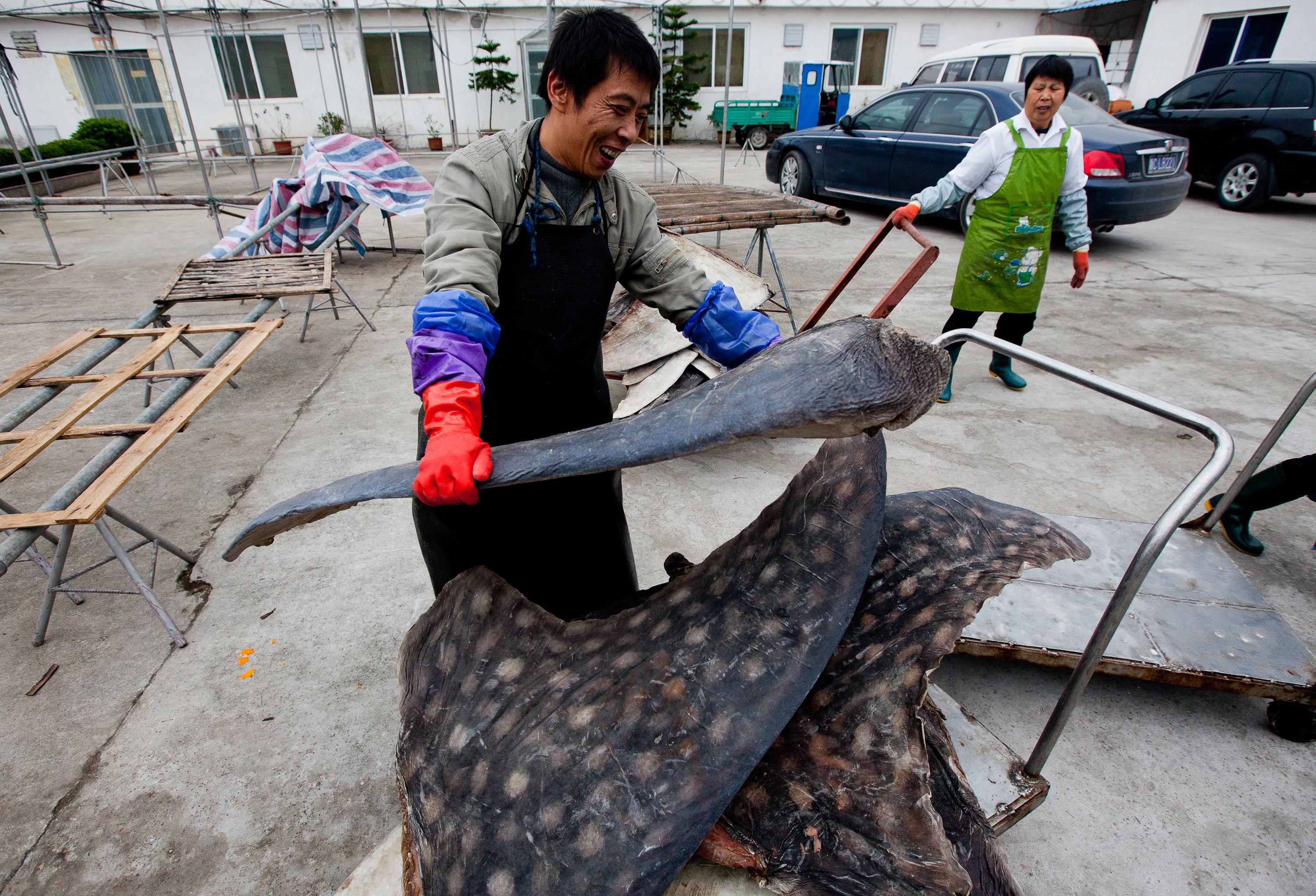 Five Tonne Shark Fin Shipment From Dubai Found in Hong Kong