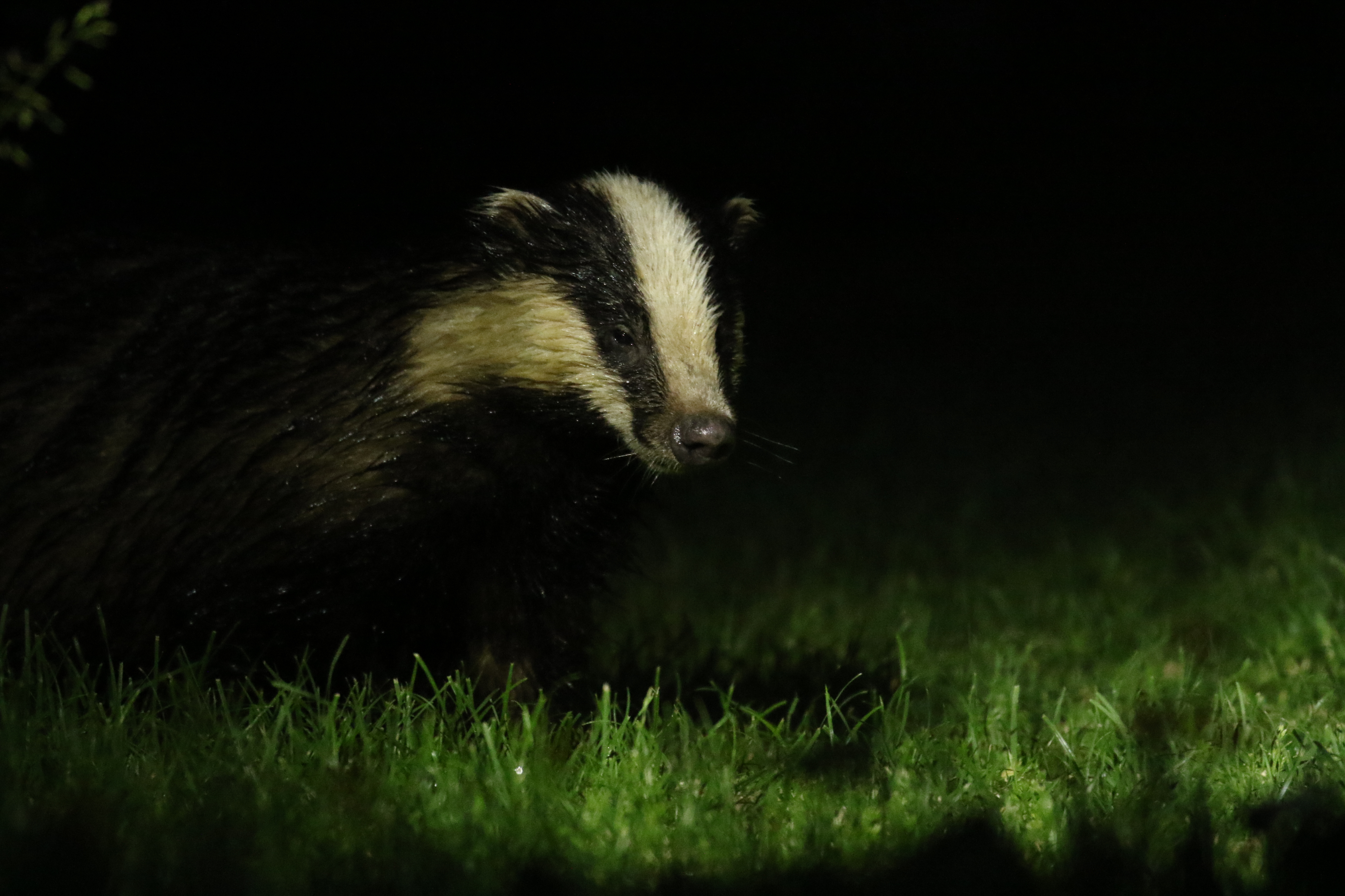 Badger persecution - loss and hope