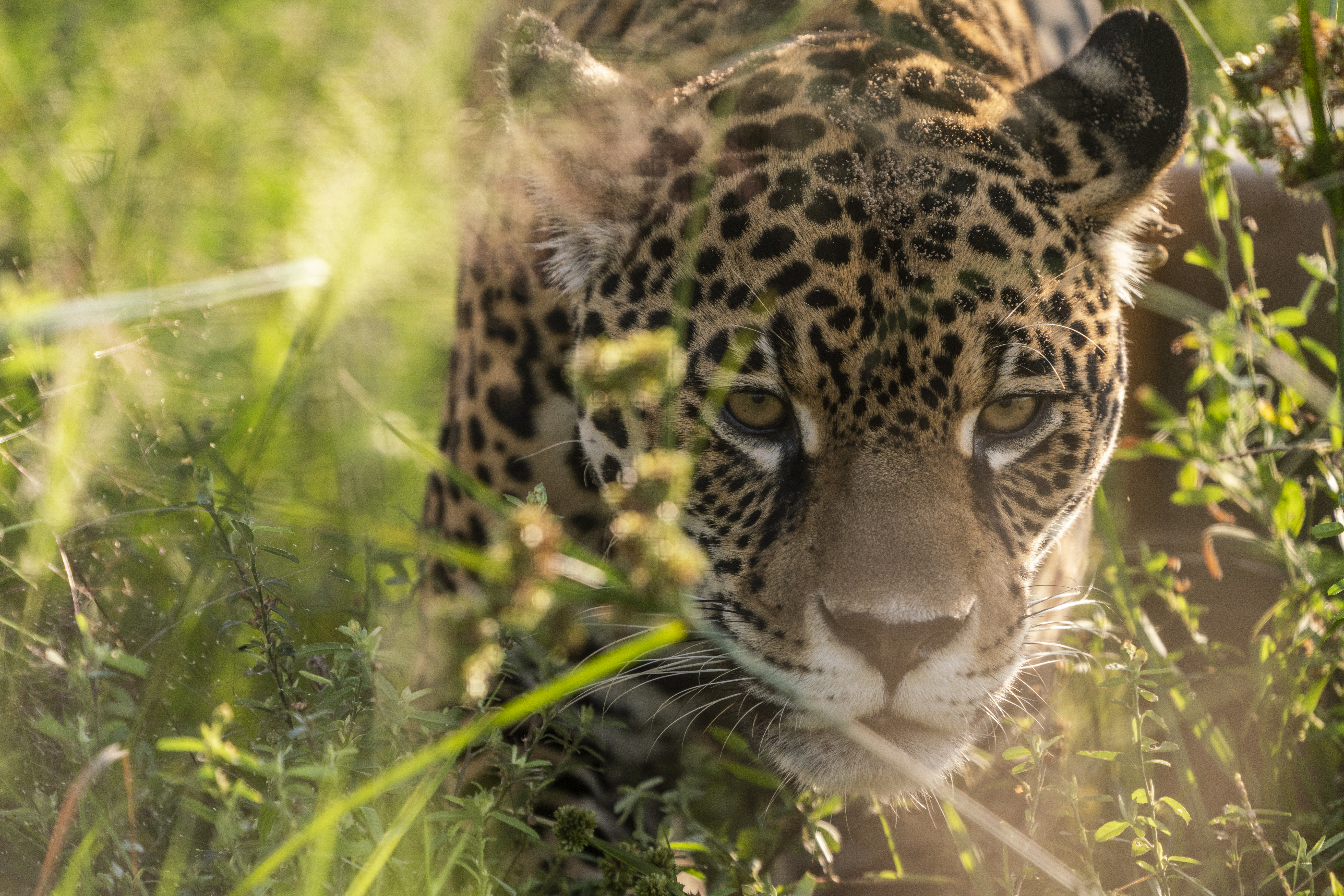 Professor Extinction Speaks