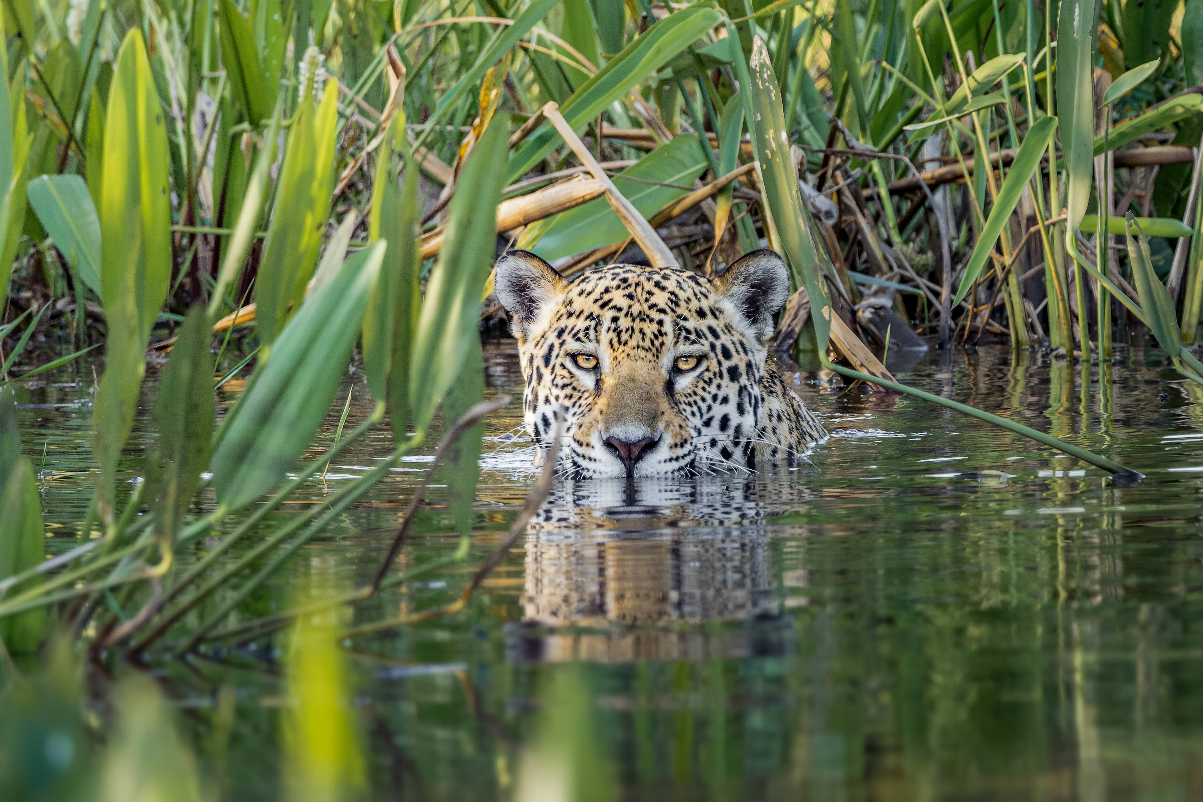 Jaguar Rivers Initiative