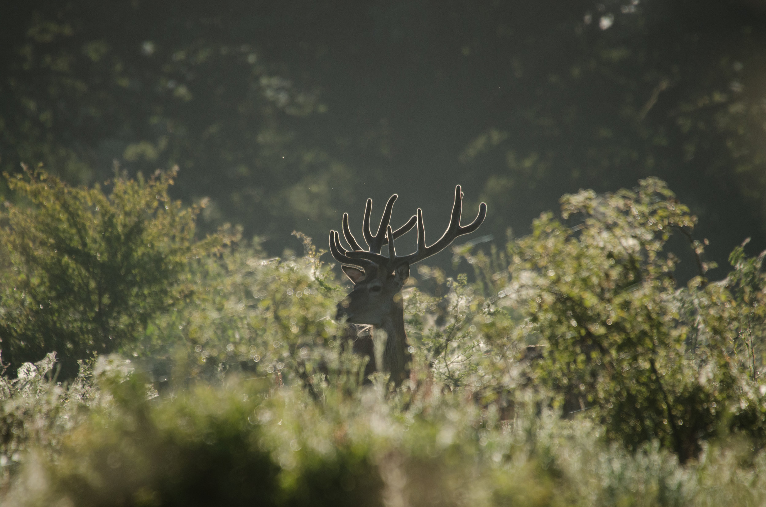 Pioneering Rewilding on Knepp Estate Offers Hope