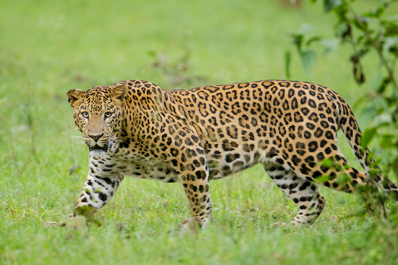 Indian leopard (P. p. fusca) - Creative Commons