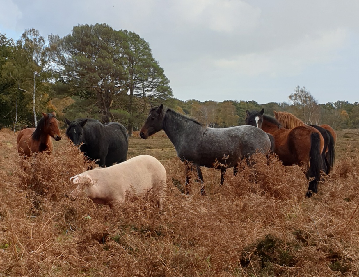 From rewilding to recommoning