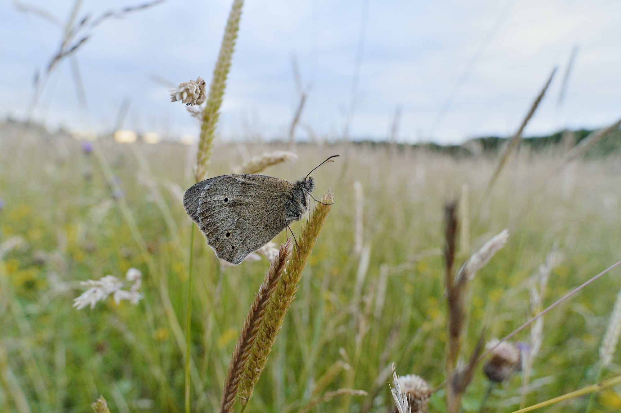 Pocket of ecological restoration gives hope