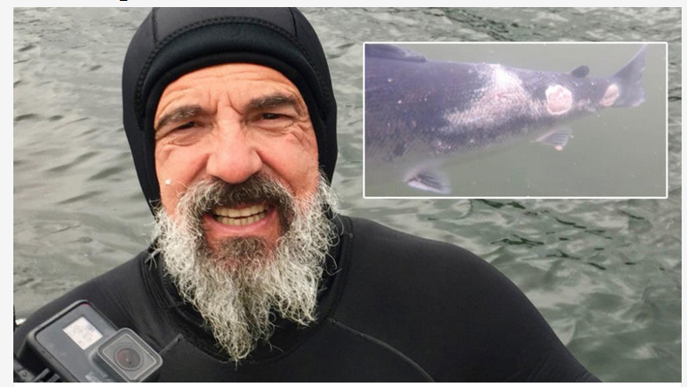 Norwegian filmmaker will risk prison to protect wild salmon