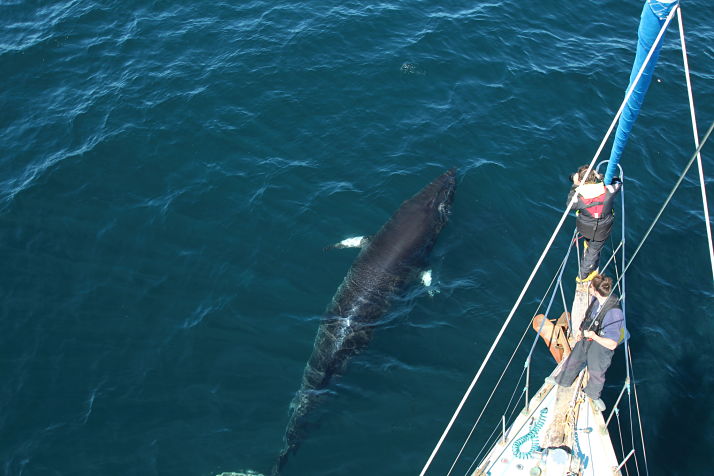 Record numbers of common dolphin sightings off Scotland’s west coast