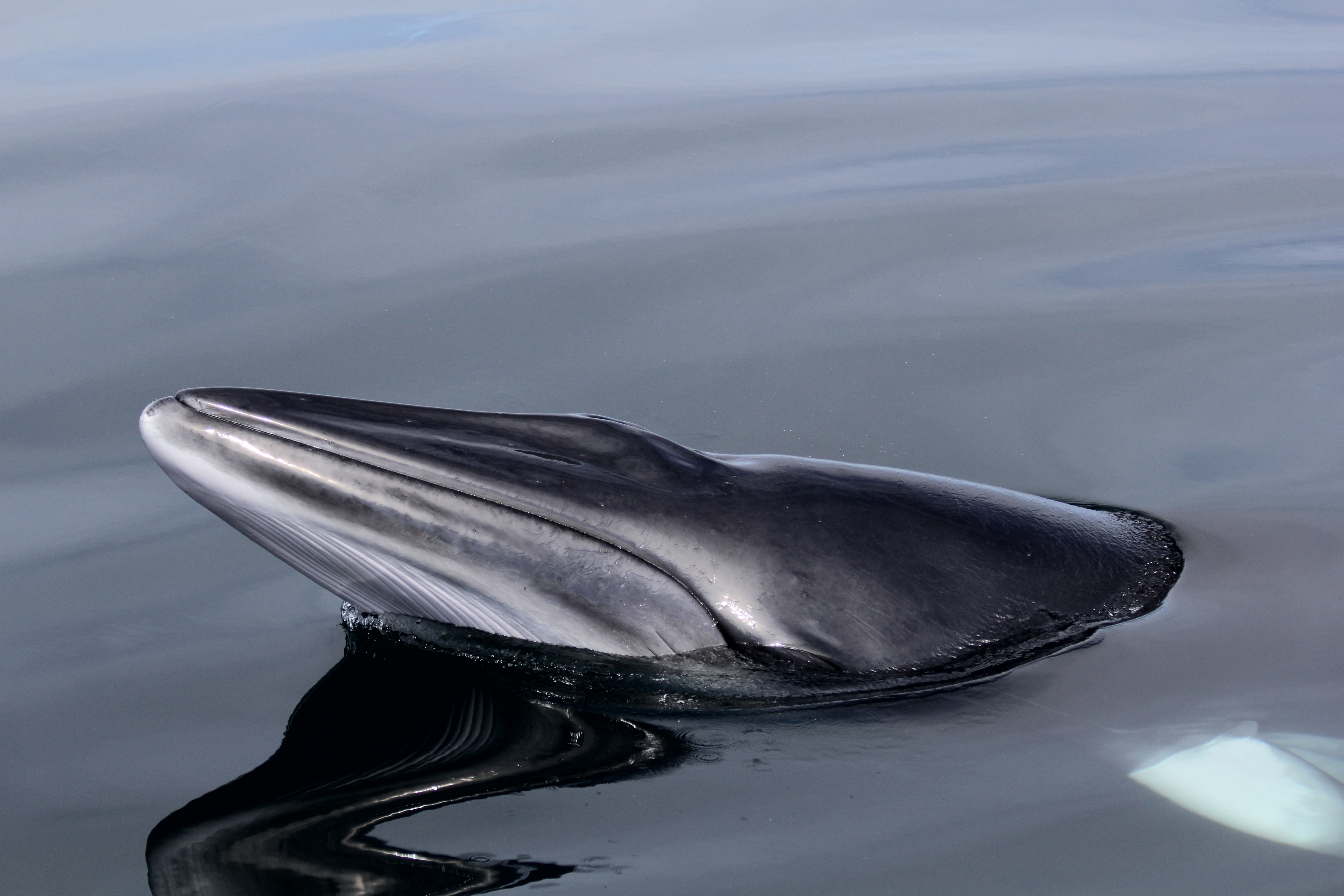 Minke whales visiting Scotland’s west coast set European record