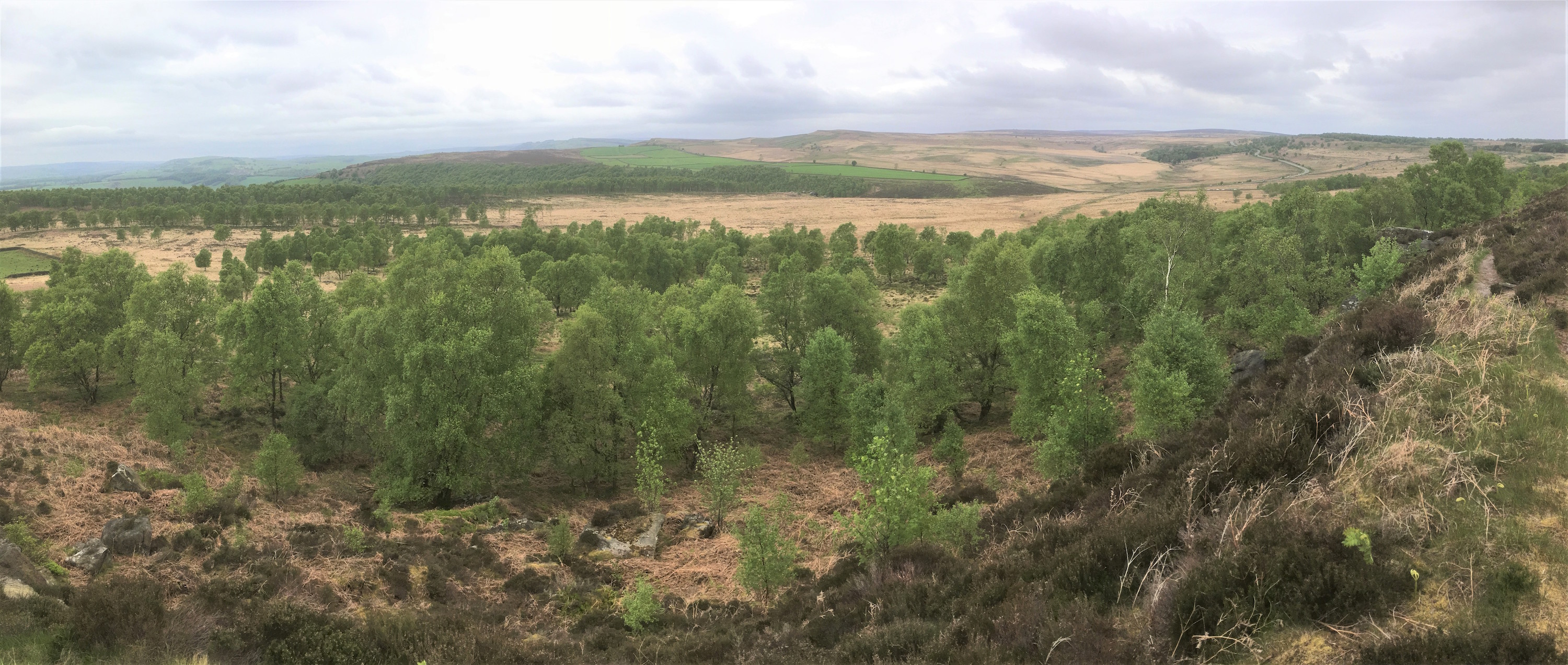 Natural regeneration key to doubling Britain’s woodlands 