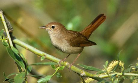 Broadcast Nightingales