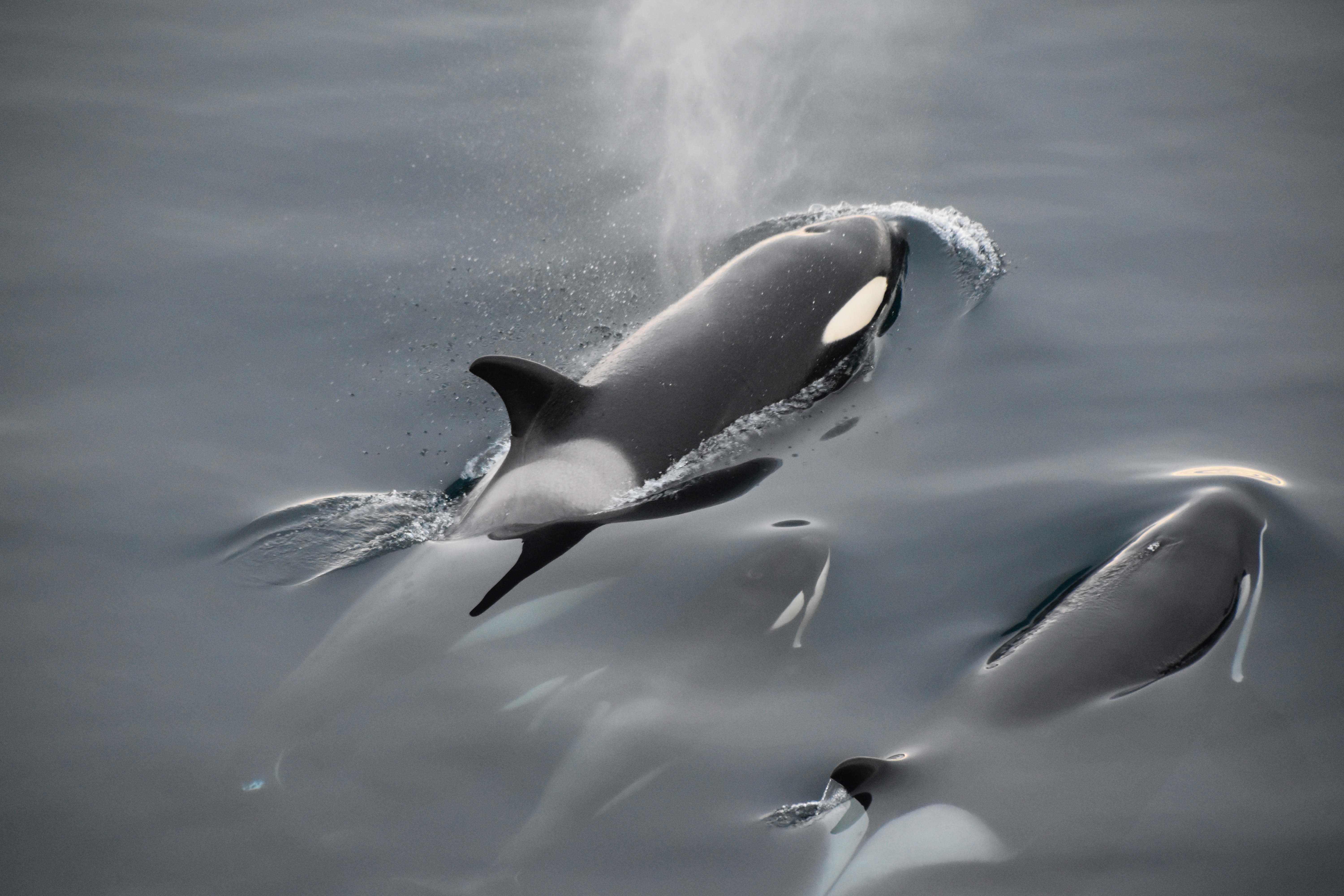 Orca-nised Crime - why are killer whale attacks on boats increasing?