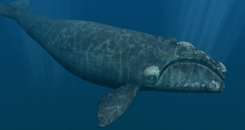 Marine mammals with sensitive sonar are scared away and possibly hurt by acoustic repellent devices used on salmon farms. A disater for people doing wildlife tours... and the whales...