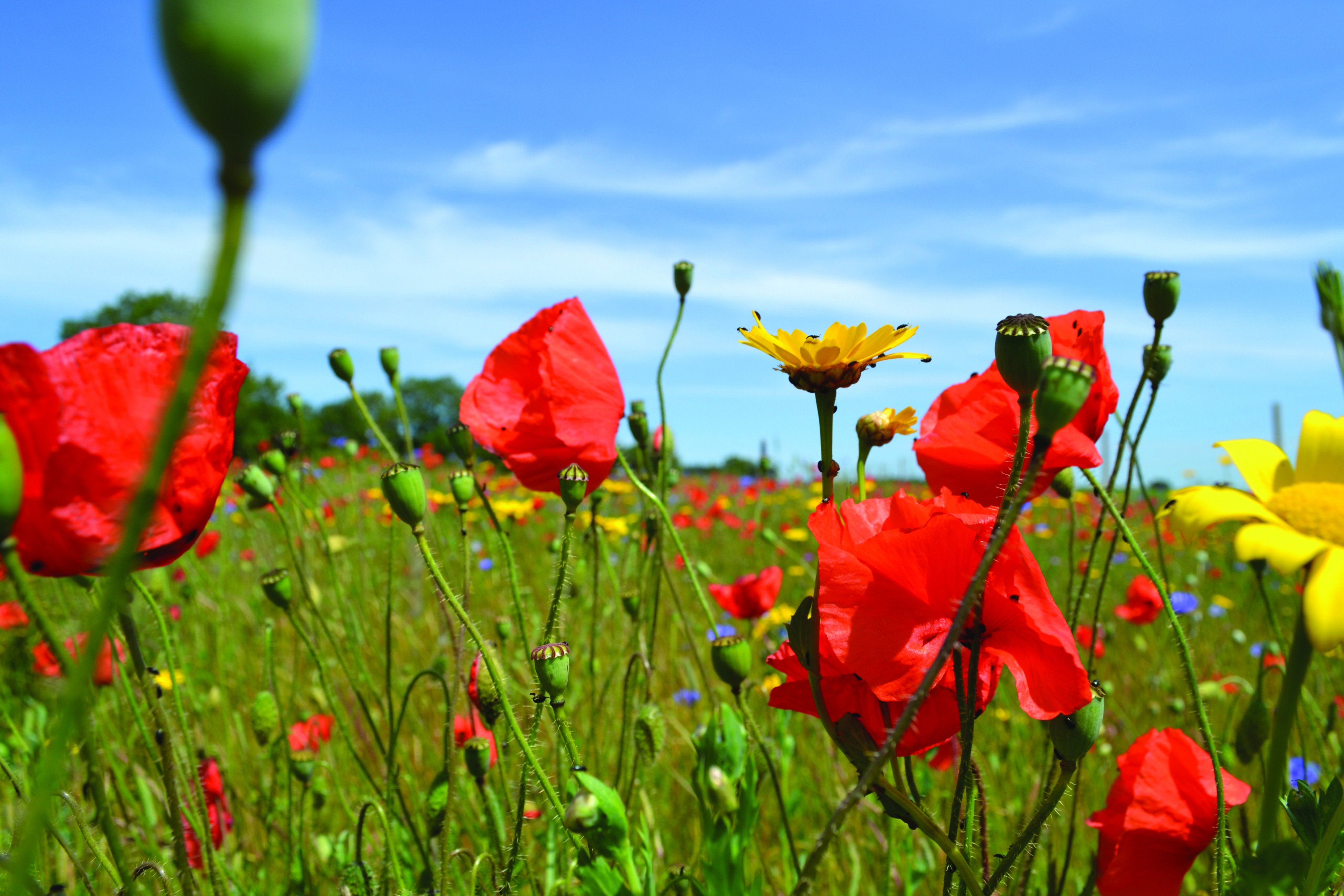 Oxford Real Farming Conference - your invitation