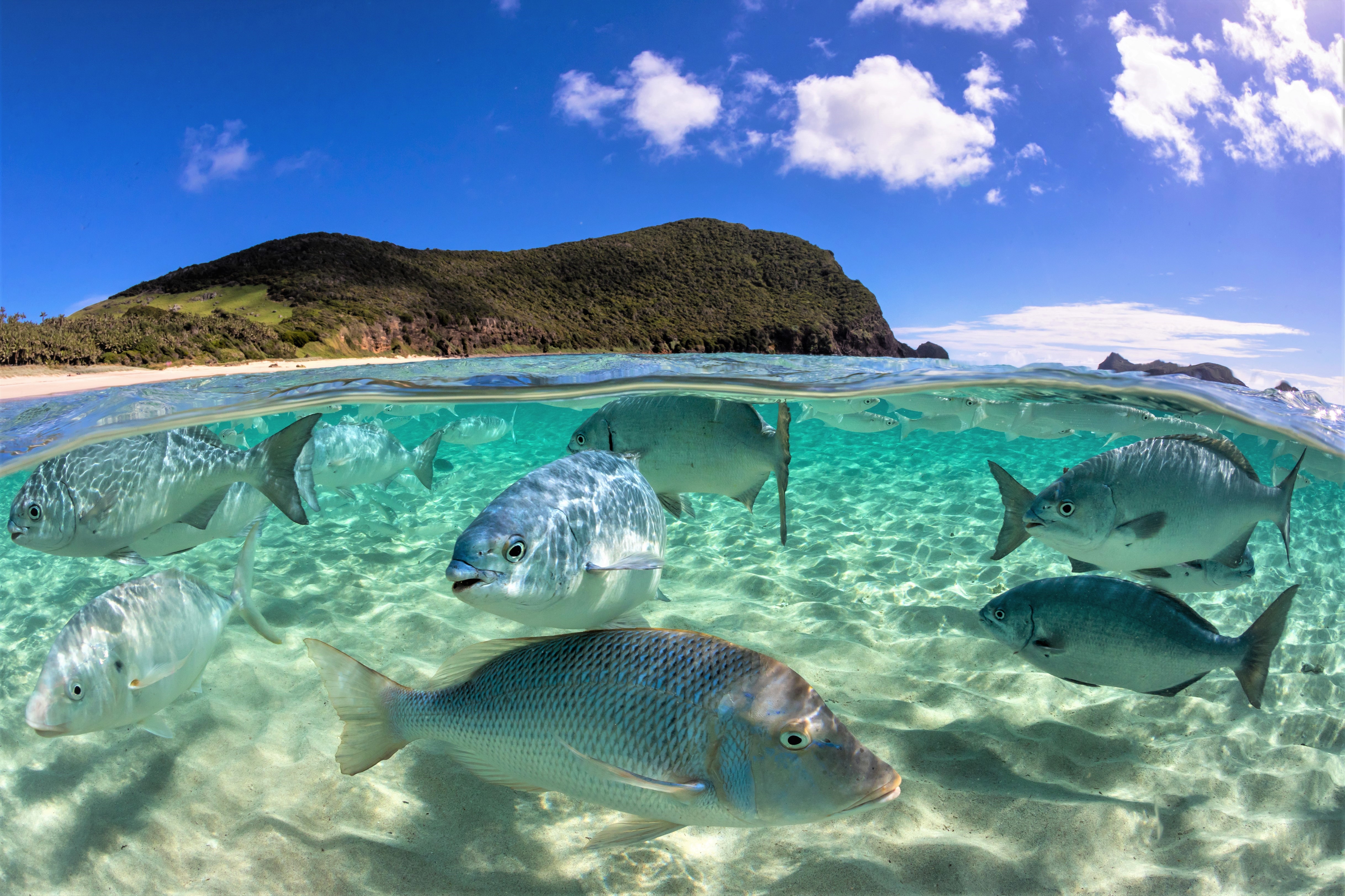 One Thing to Protect the Oceans? 