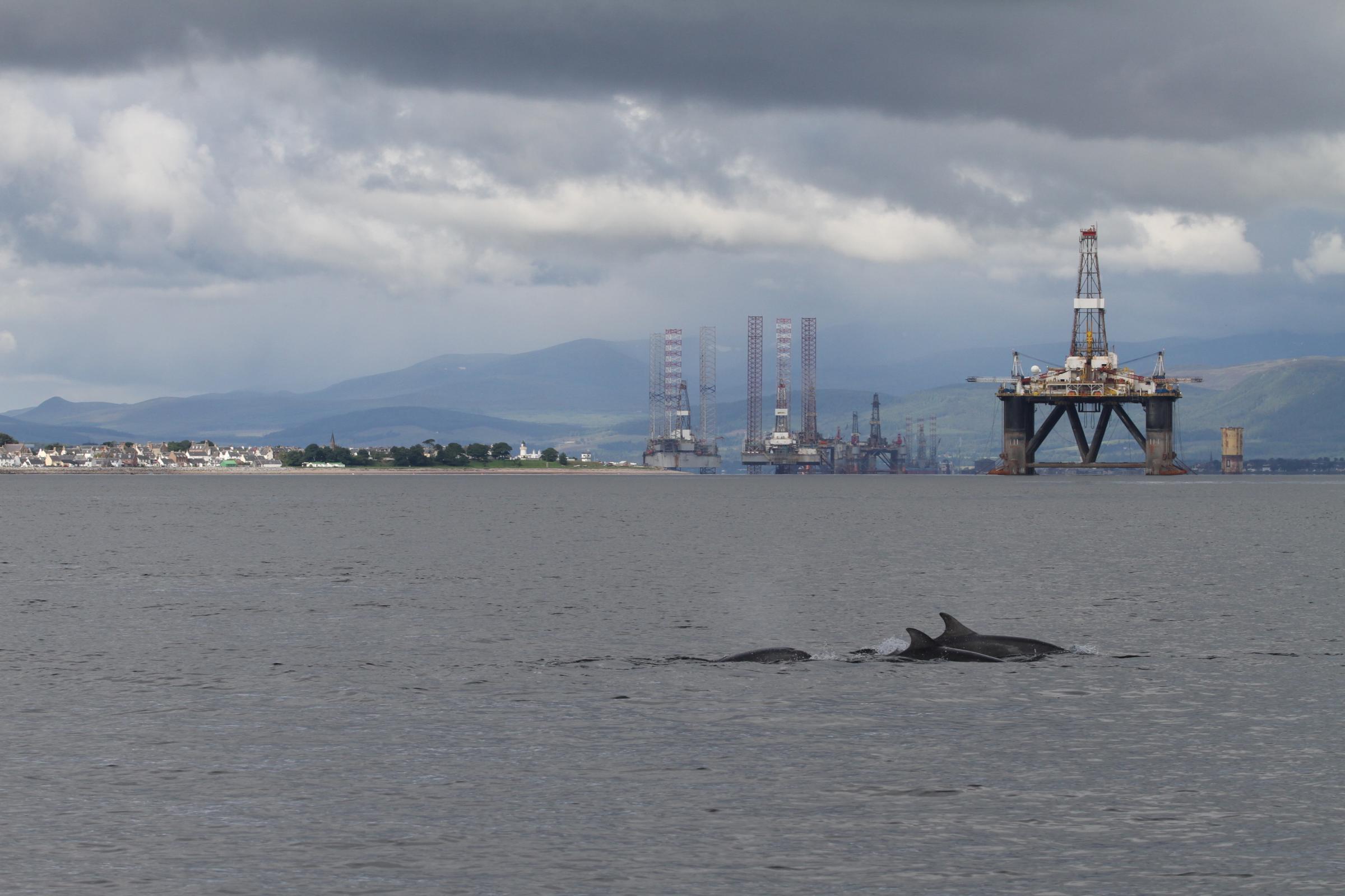 Save The Highland Dolphins