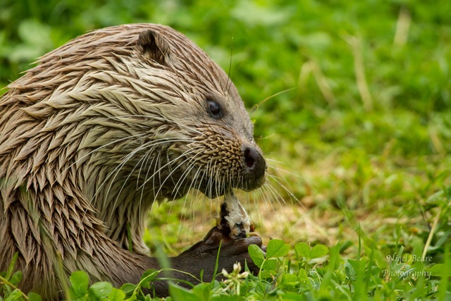 Think the UK Can't Lead the World on Rewilding? Think again!