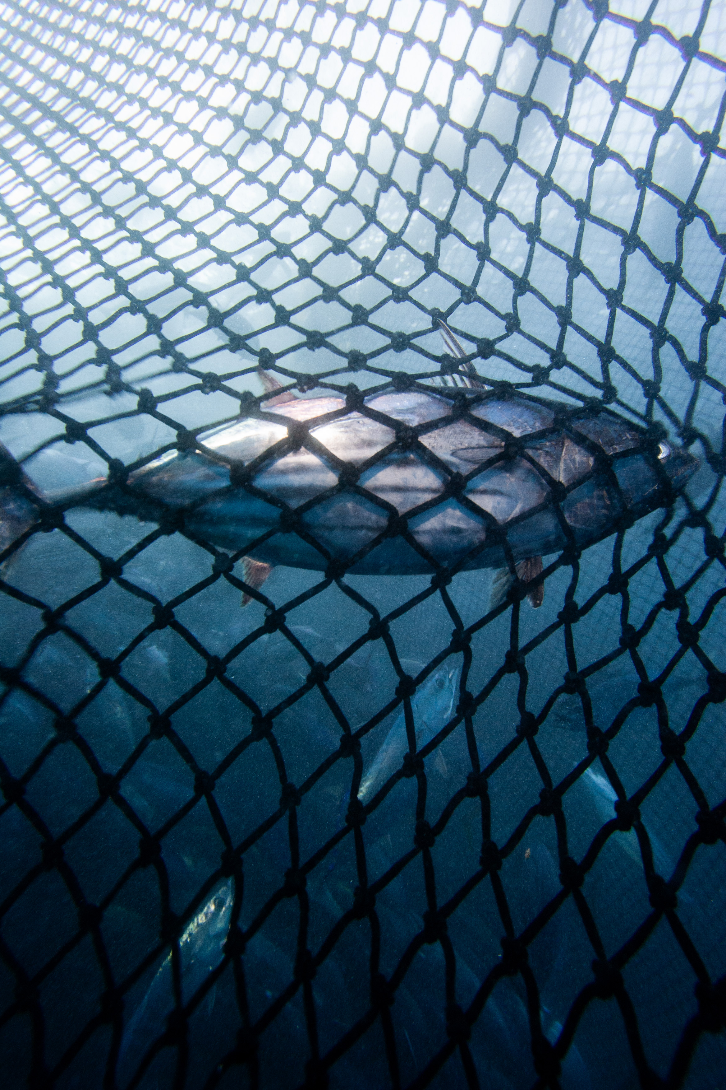 PHOTO CREDIT: Alex Hofford / Greenpeace