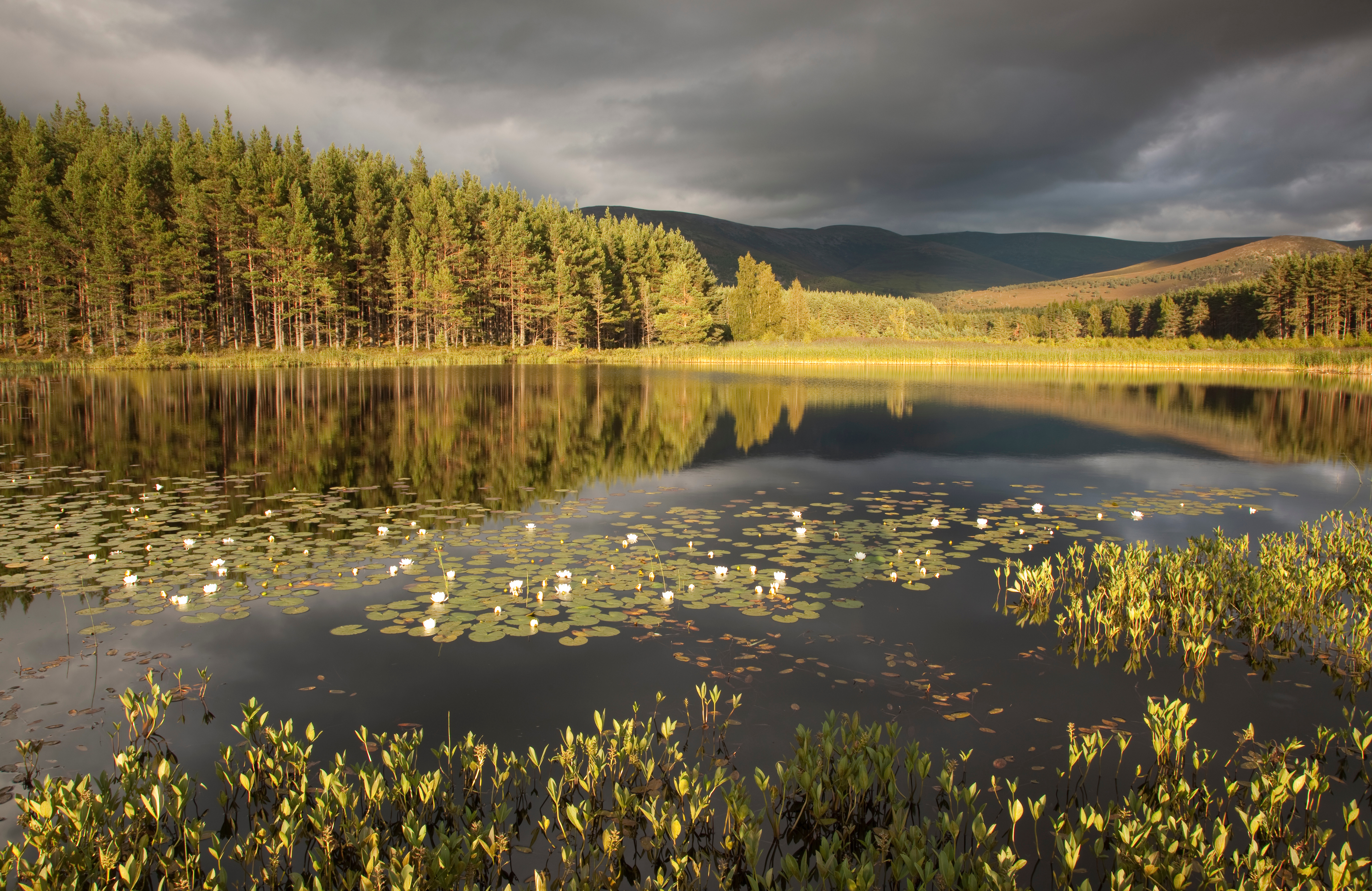 Stormy light over bog lochan, Glenfeshie, Scotland -  photo credit: scotlandbigpicture.com