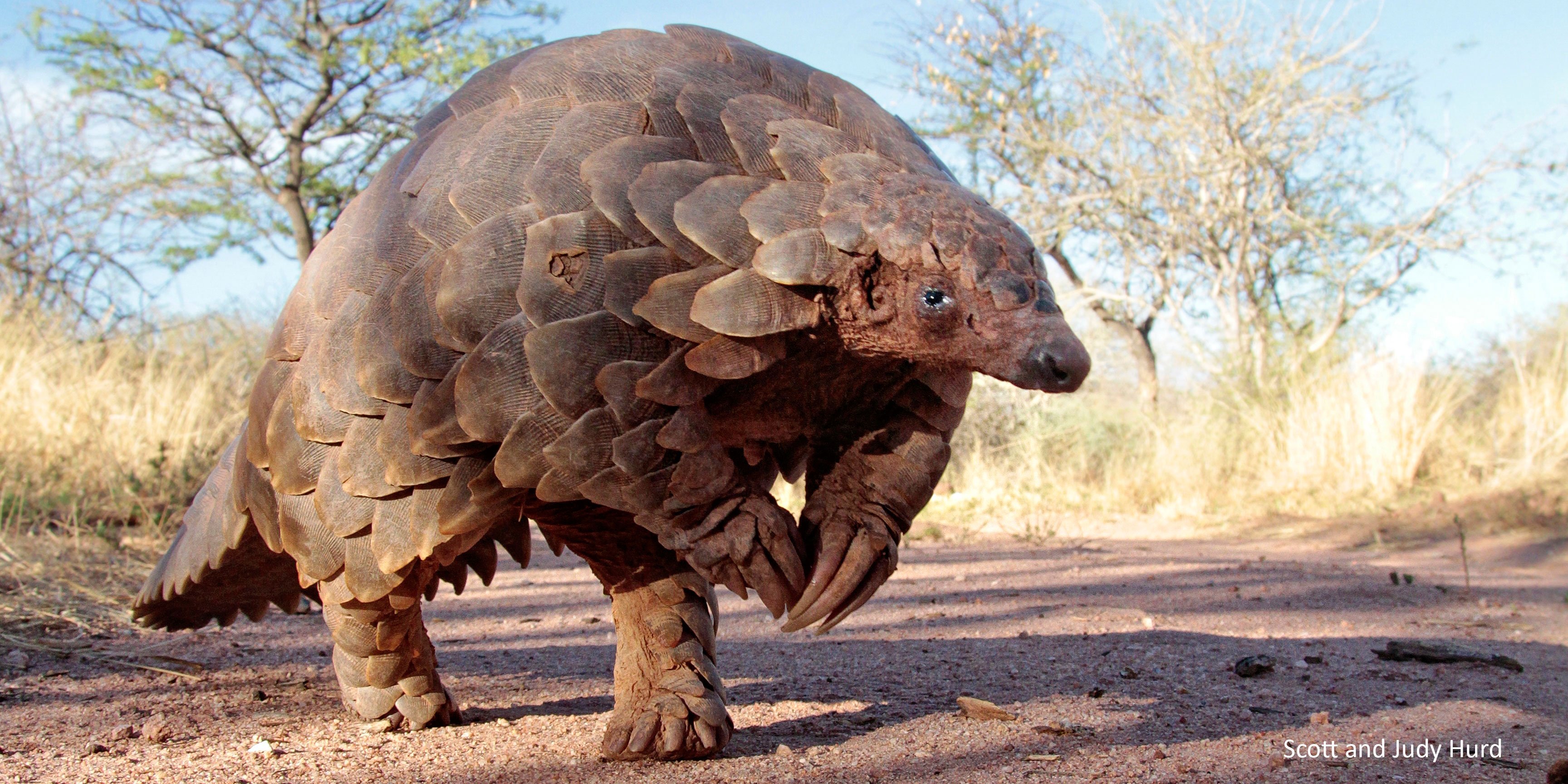 China still driving the pangolin to extinction