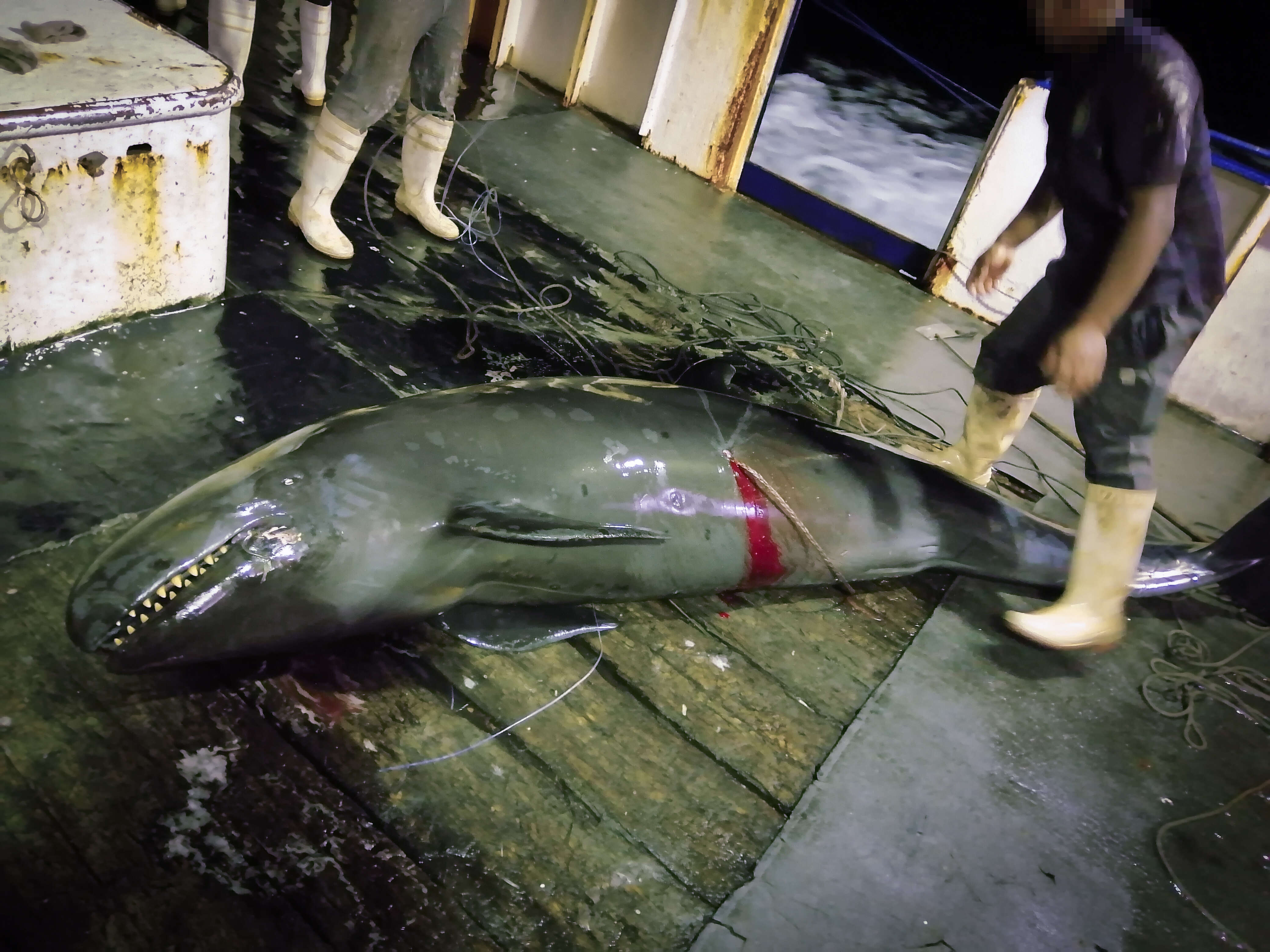 Whale killing on a Chinese industrial fishing vessel
