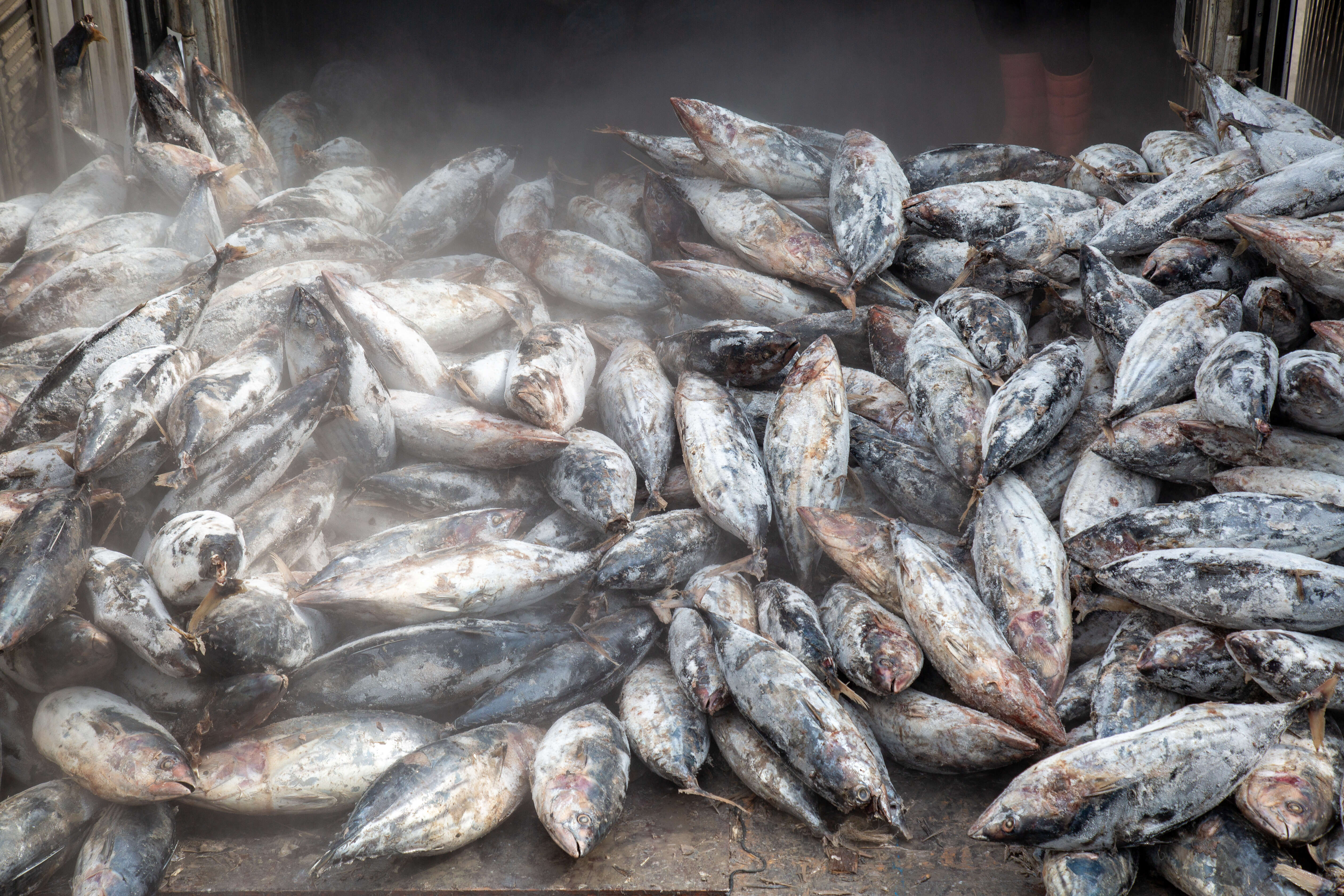 Tuna catch, Thailand