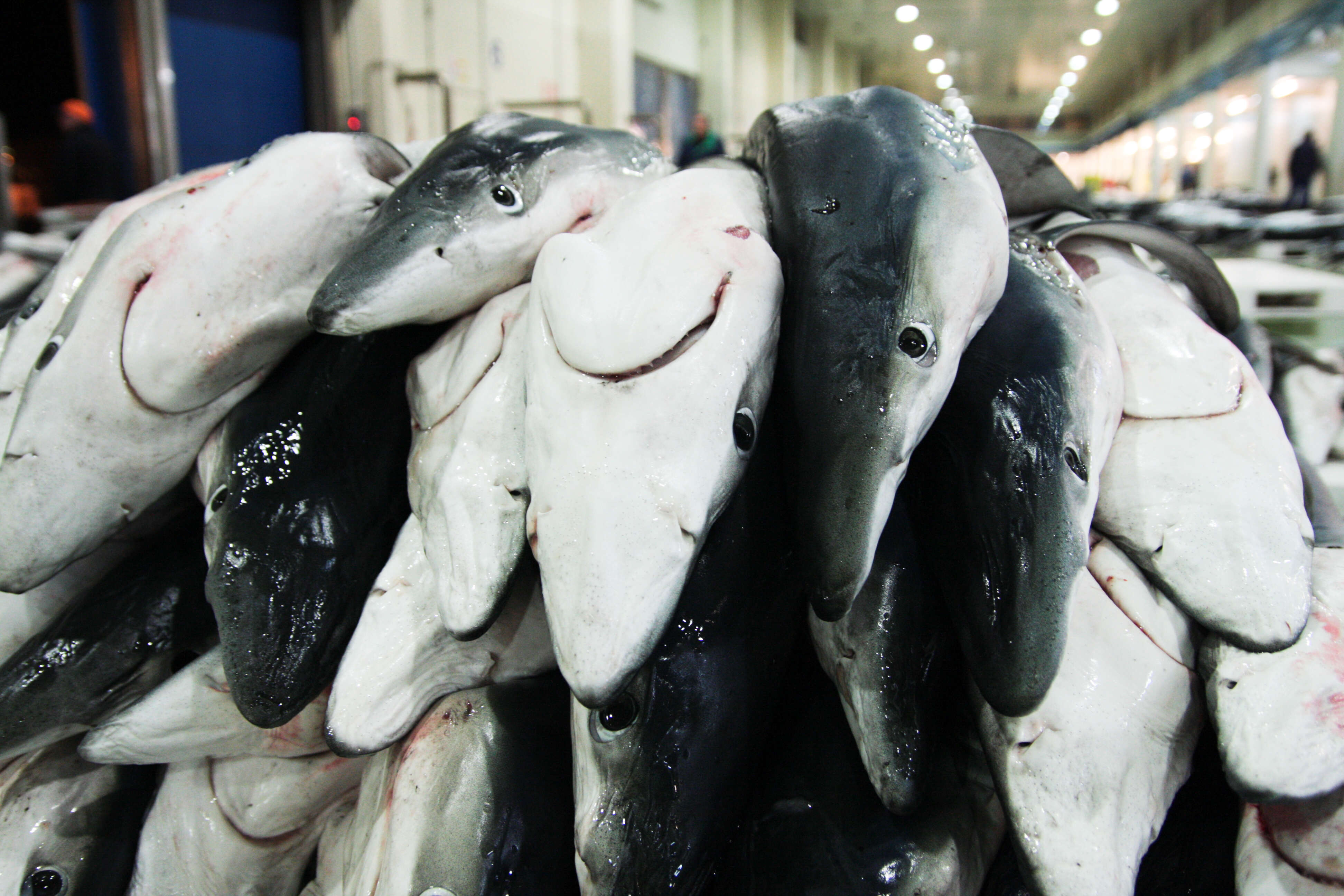  Sharks at a fish market, Spain