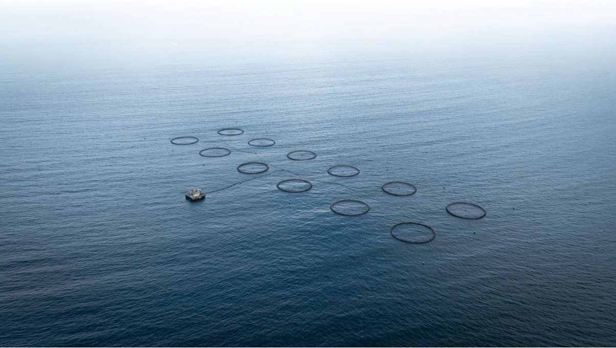 As a sad reminder of the connection between damaging food supply chains, a fish farm for sea bream sits off the coast of Almería, a few hundred metres away from the densest area of greenhouses.
