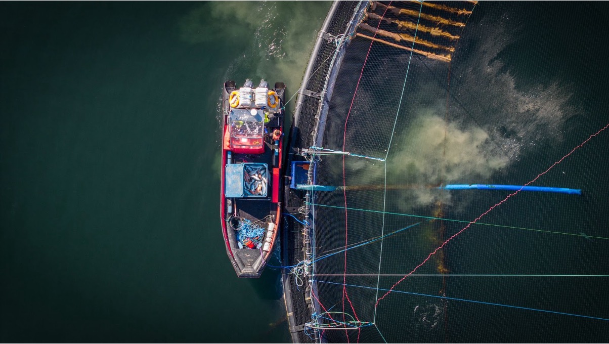 Mortalities at salmon farms are common - at this farm in Loch Duart, rotting mature salmon carcasses are vacuumed up from the base of the pens, and the resultant water pollution is clearly visible.