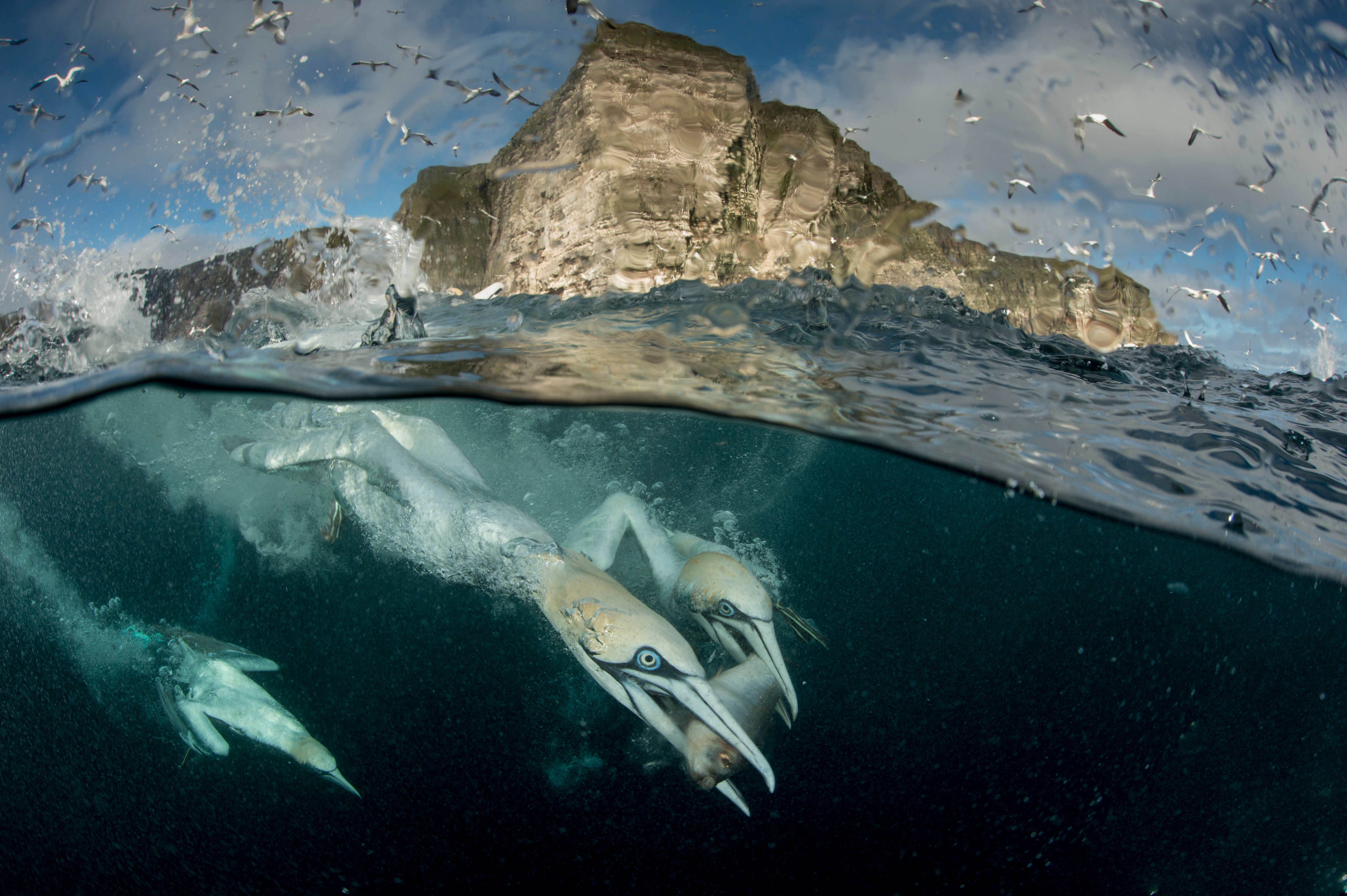 Gannets diving to feed on discarded fish, Shetland Isles -  photo credit: scotlandbigpicture.com