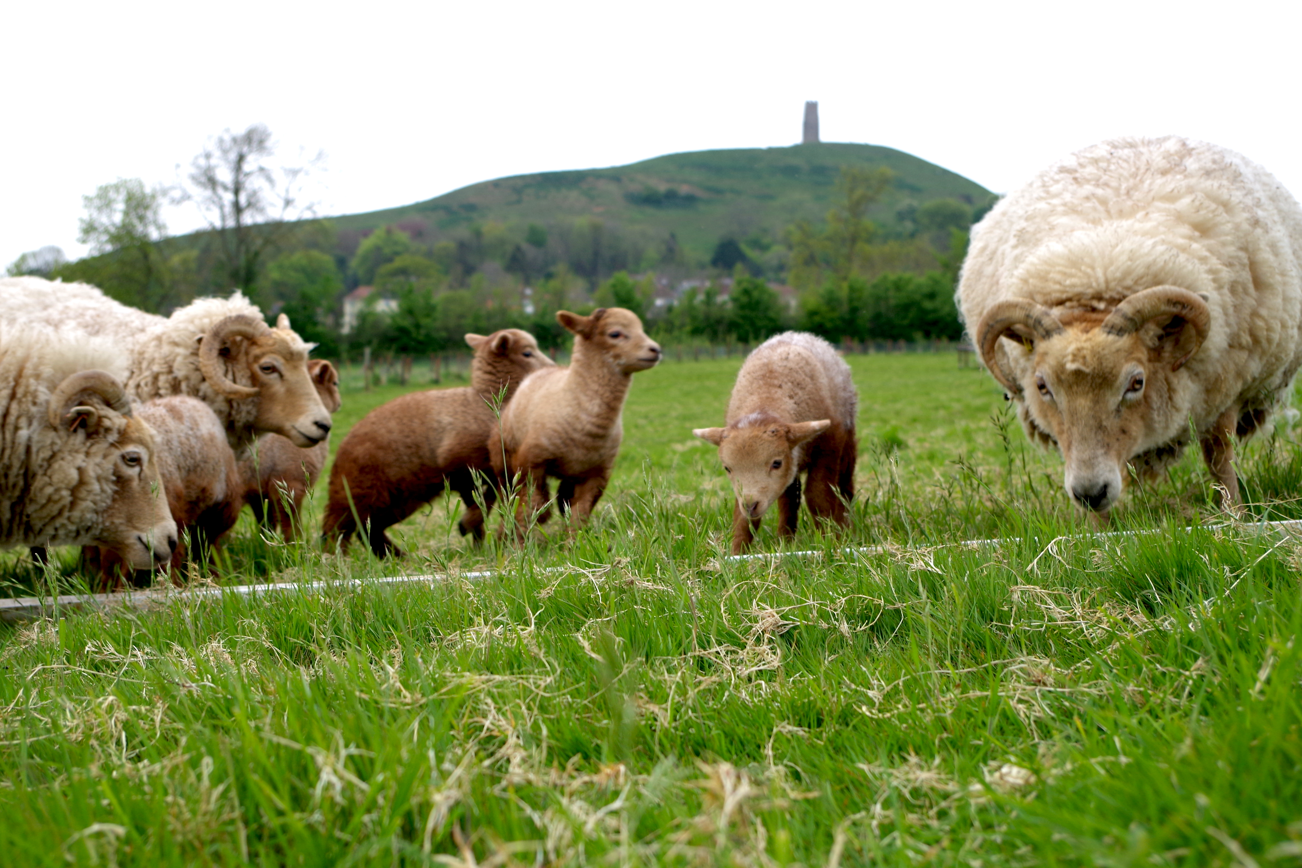 Avalon agroecological area launches