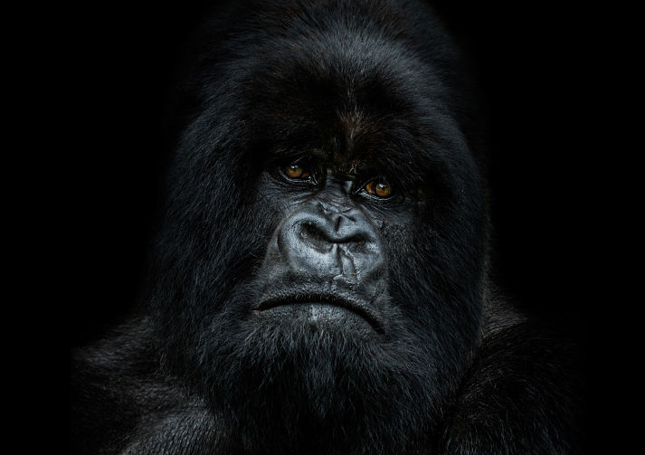 Remembering Great Apes 