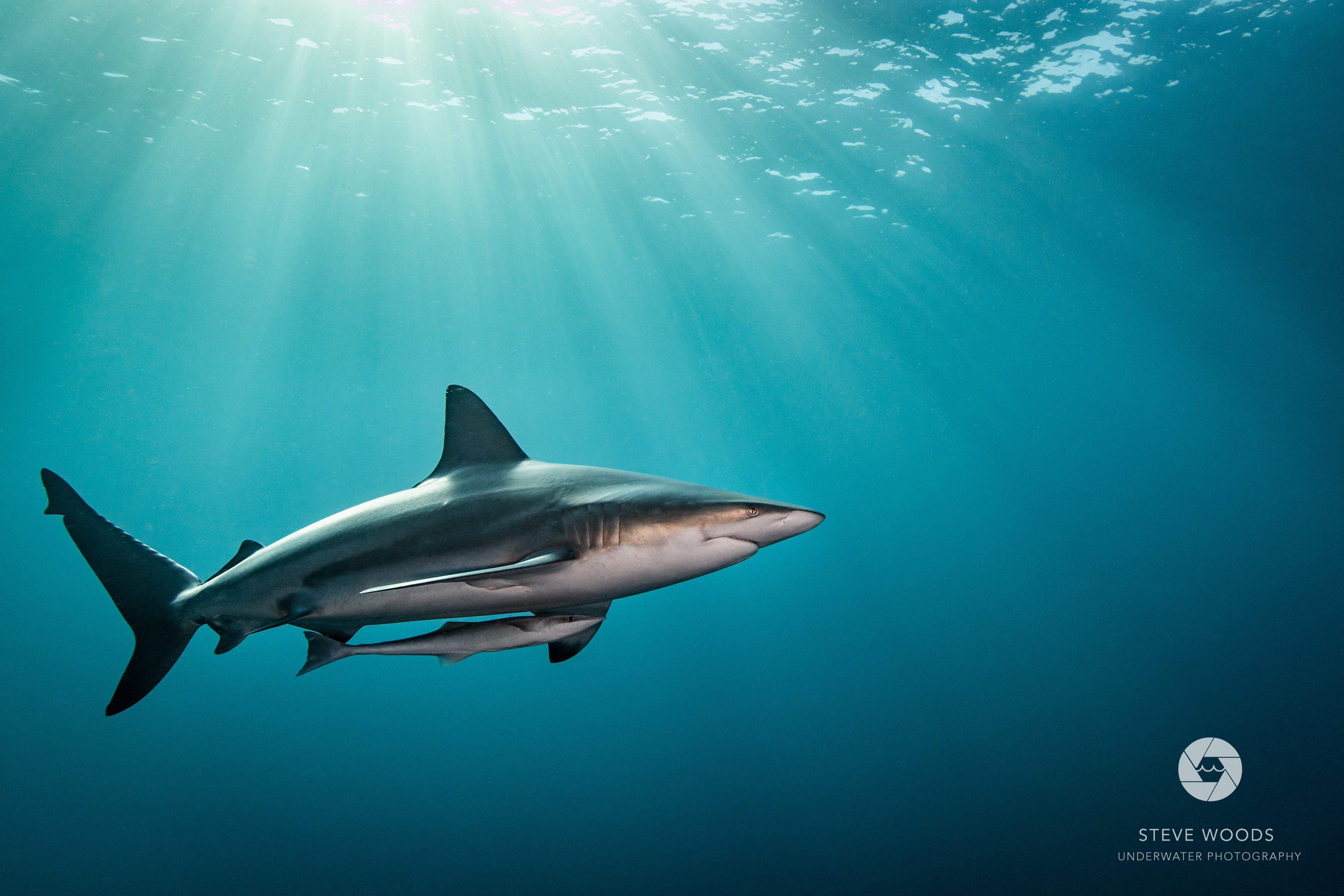 Marine Stewardship Council slammed for ignoring shark, whale and dolphin abuse, says new report