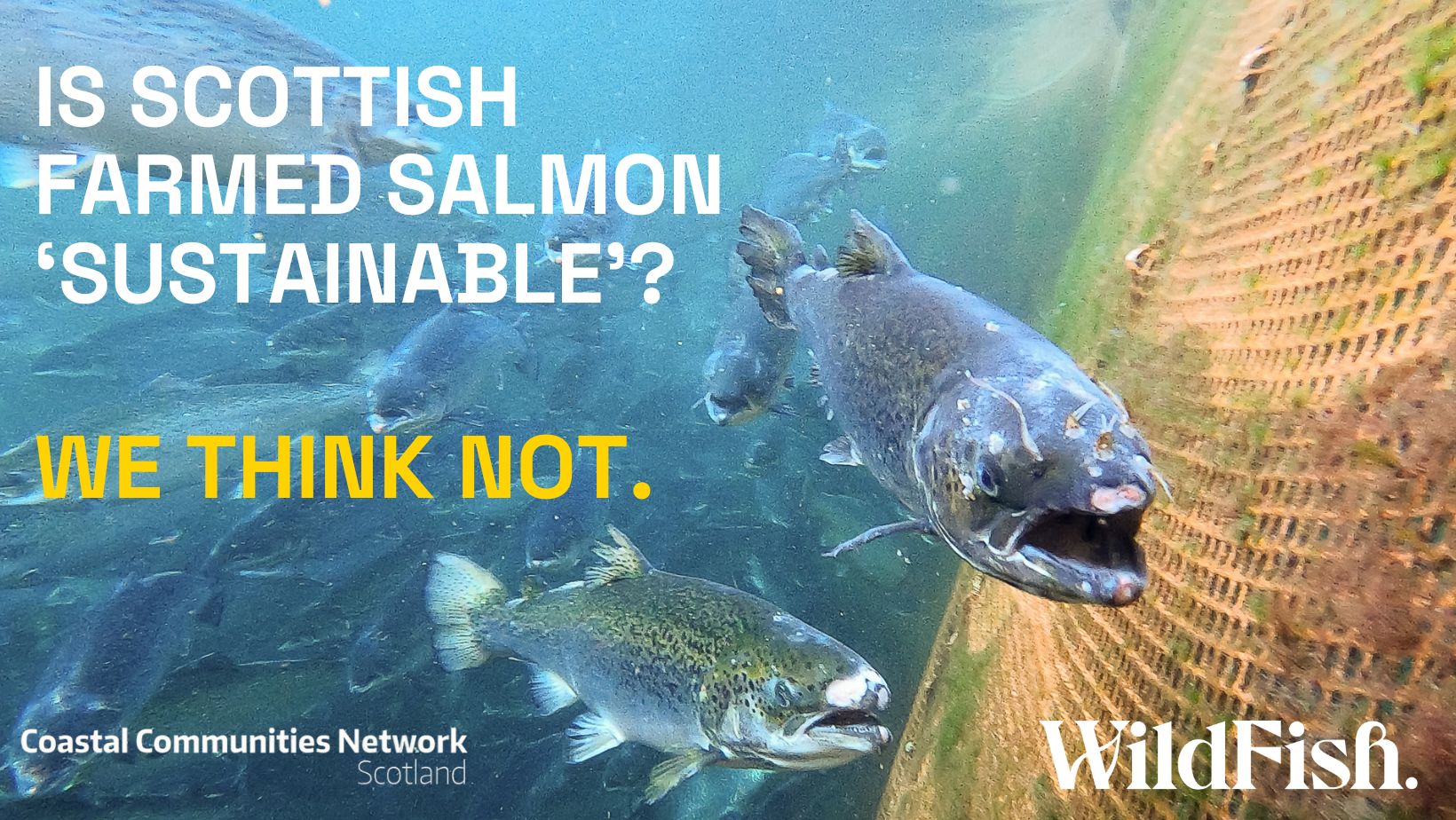 Major new pushback on ‘sustainable’ greenwashing claims made by Scottish salmon farming industry