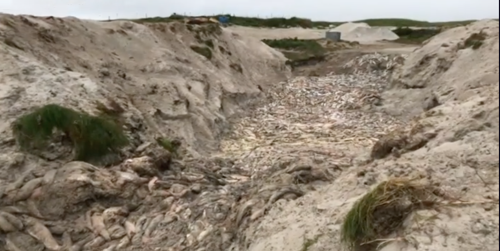 Scottish Salmon Farming Horror - Mass Graves Uncovered