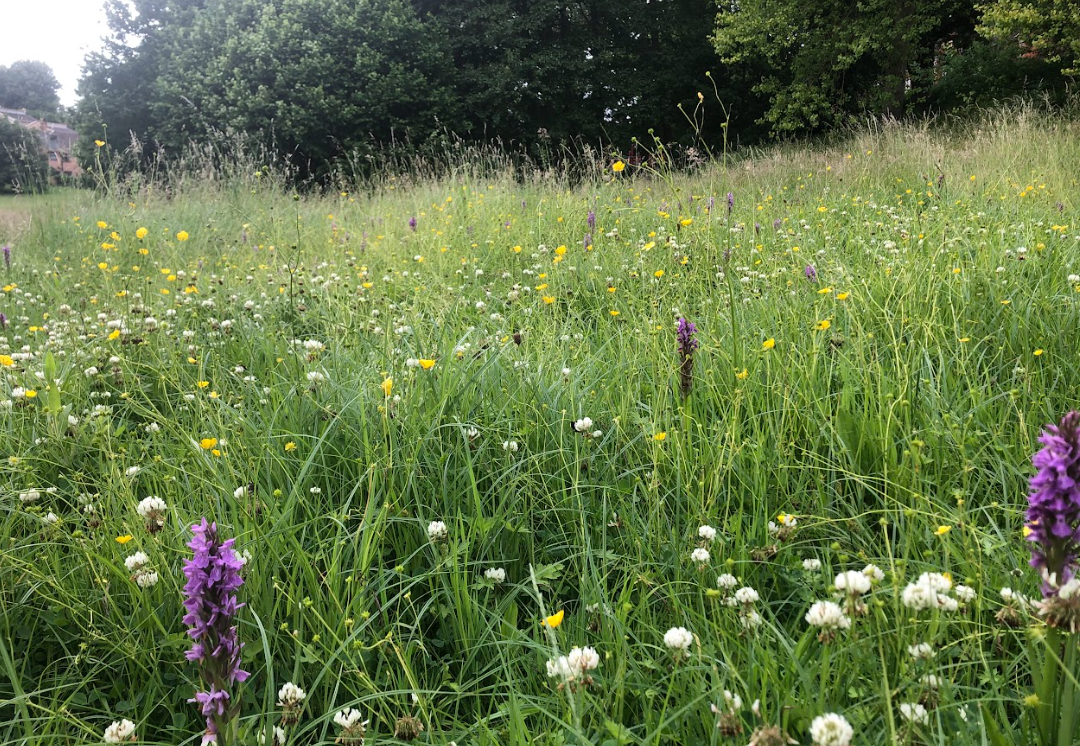 Gardening tips that boost wildlife... and childhood joy 